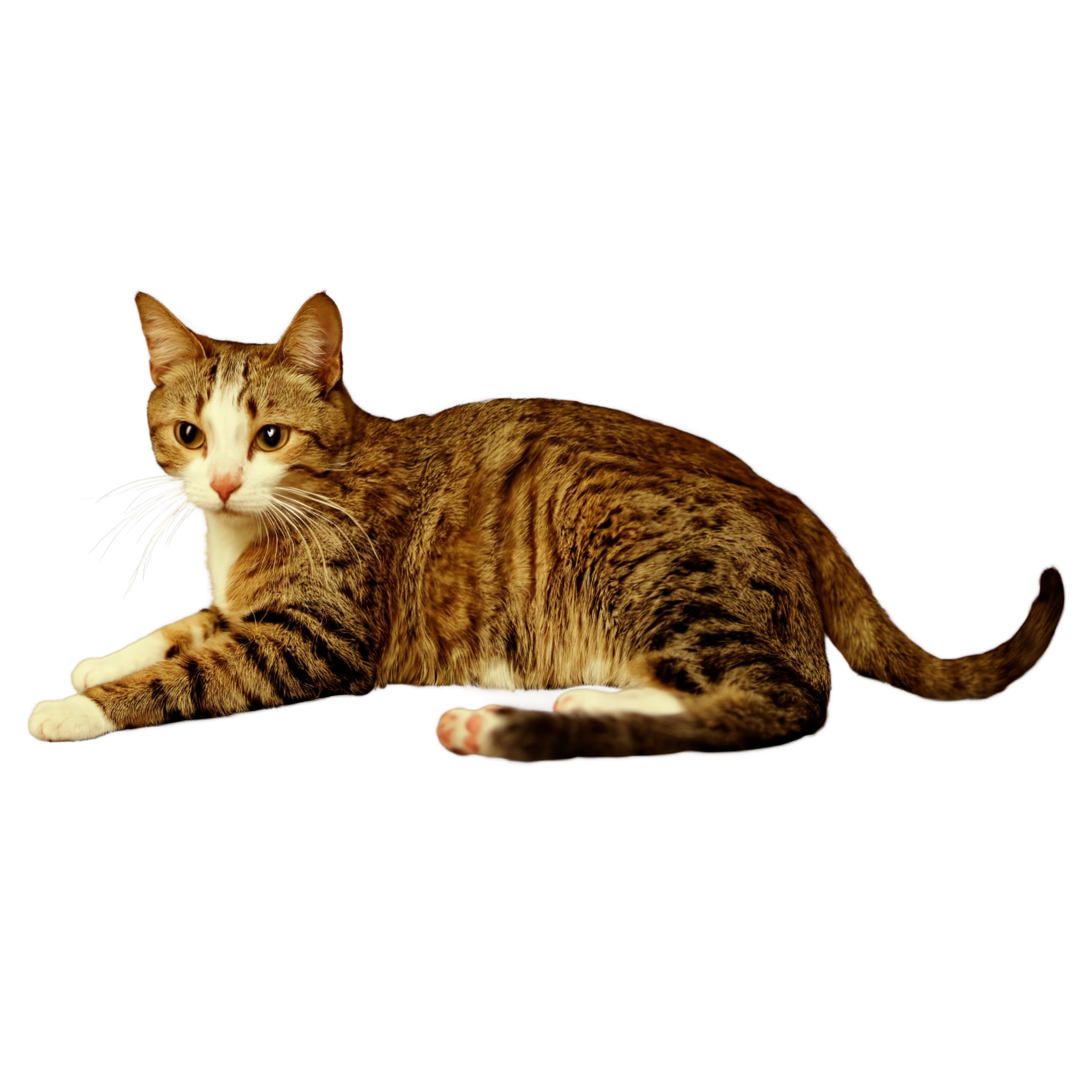 Cute cat illustration materials