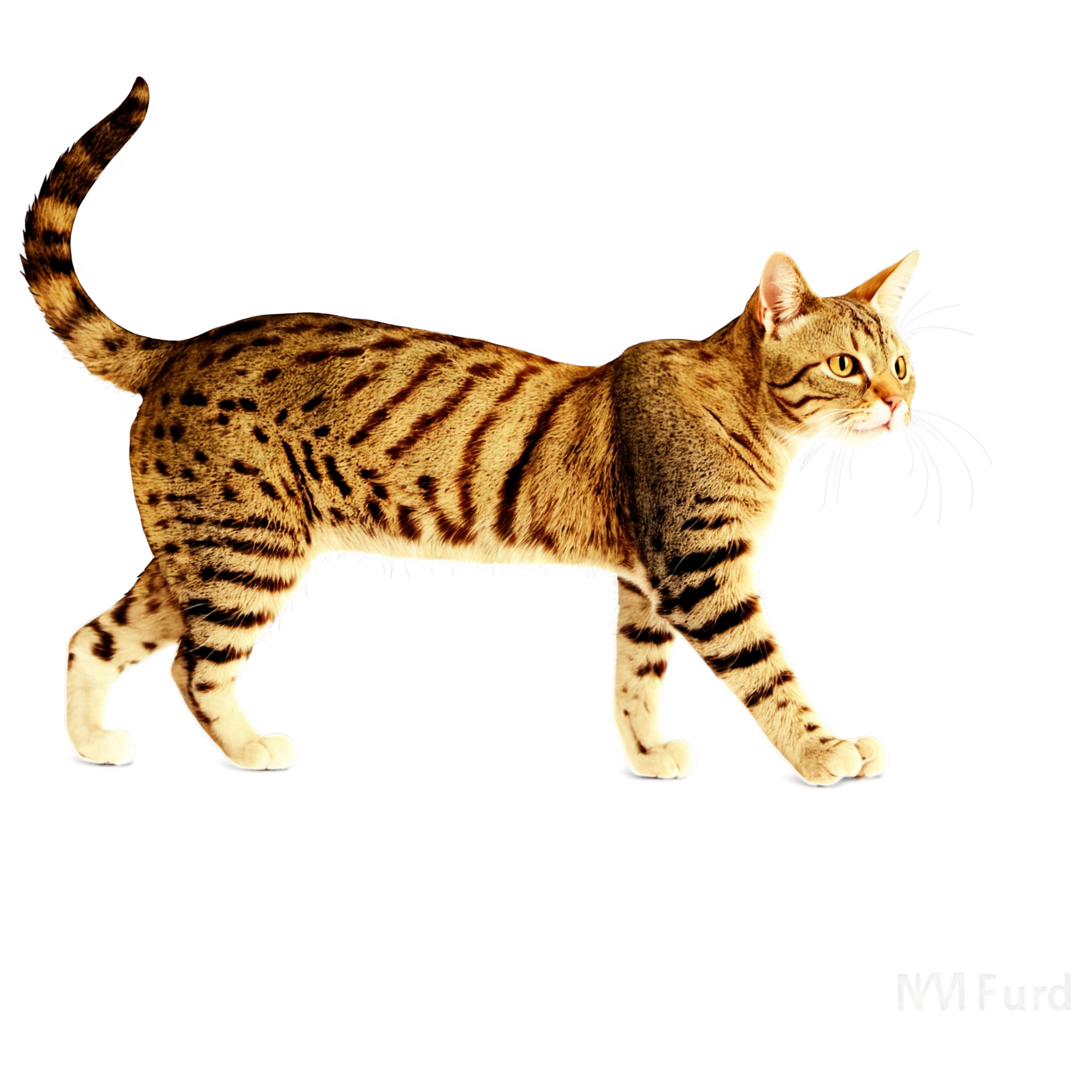 Cat illustration materials