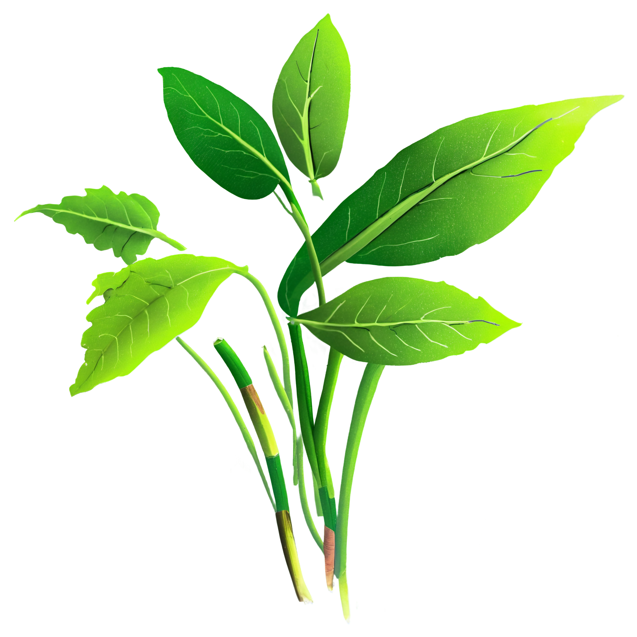 Floral and Plant Illustration Materials