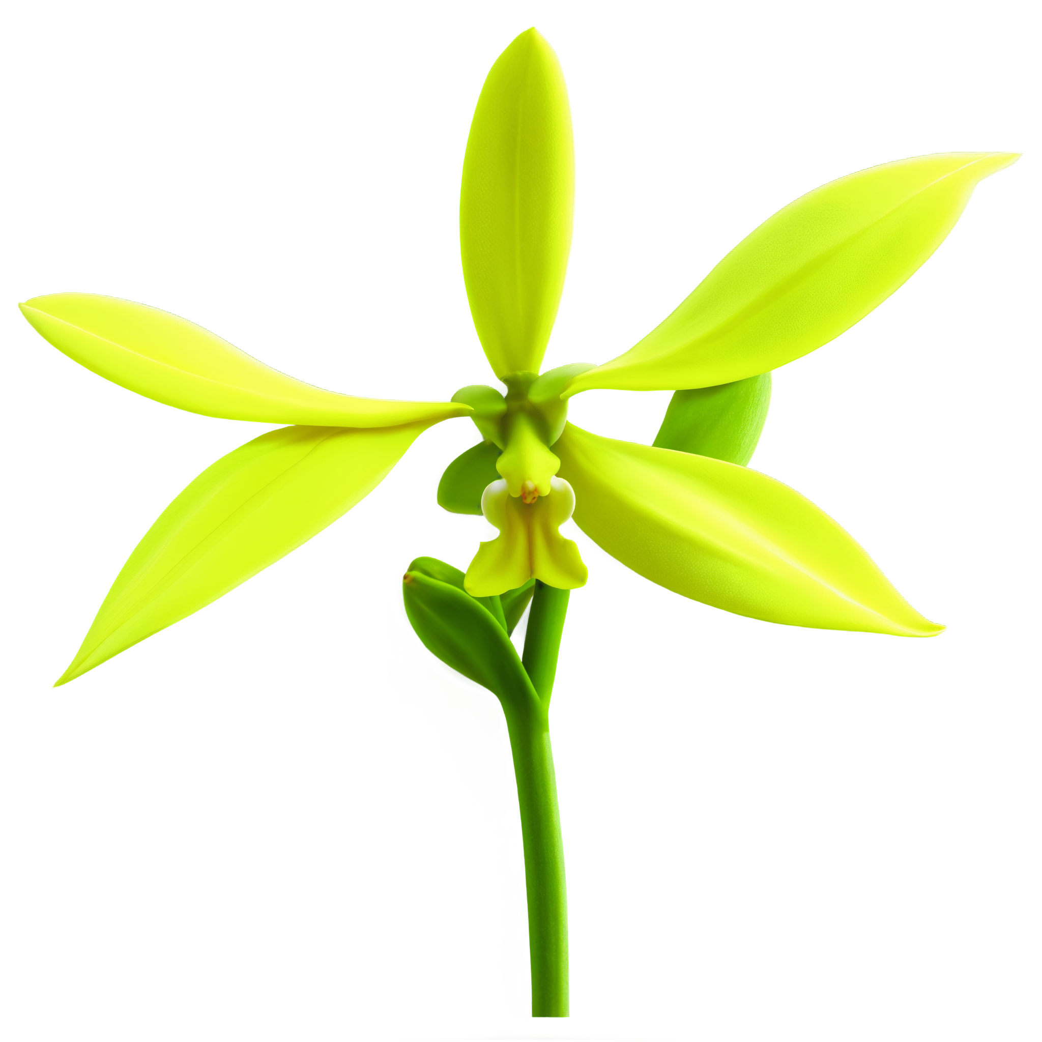 Orchid illustration materials