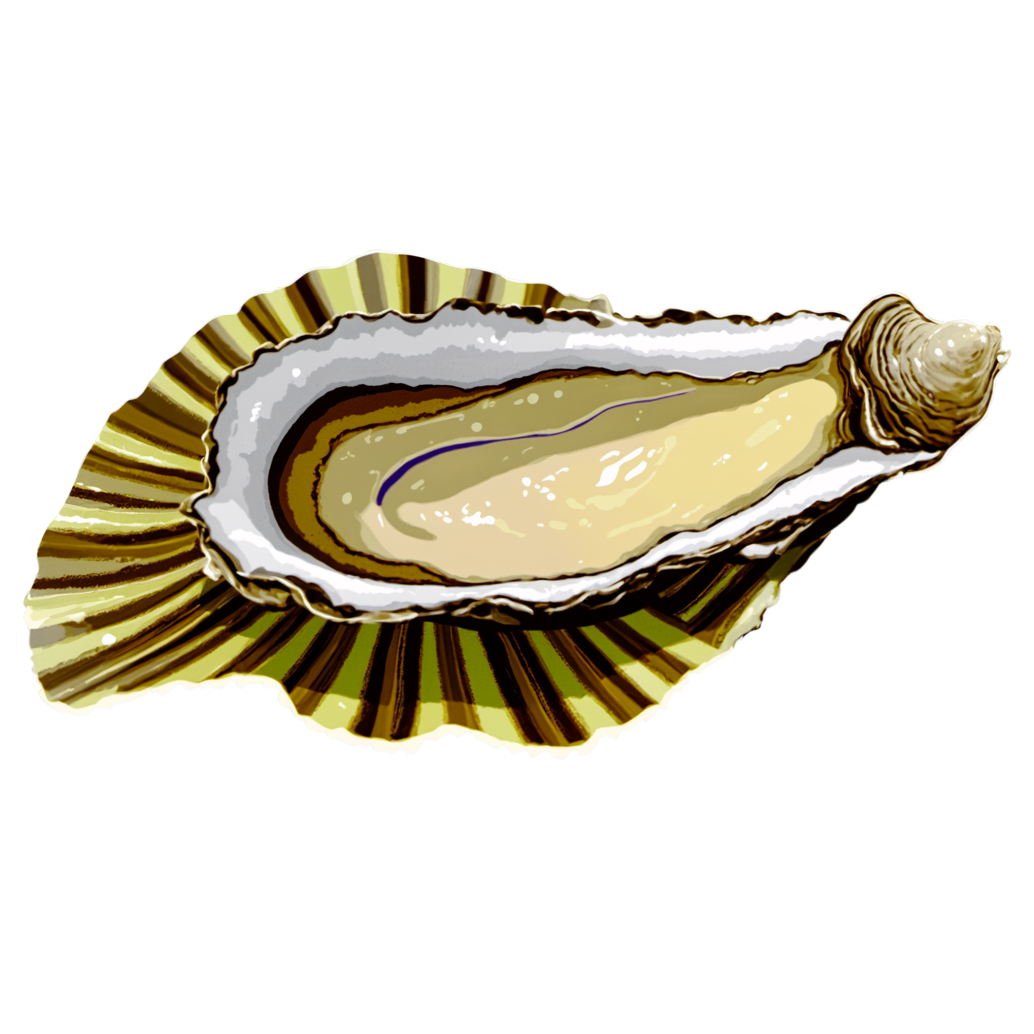Oyster Illustration Collection