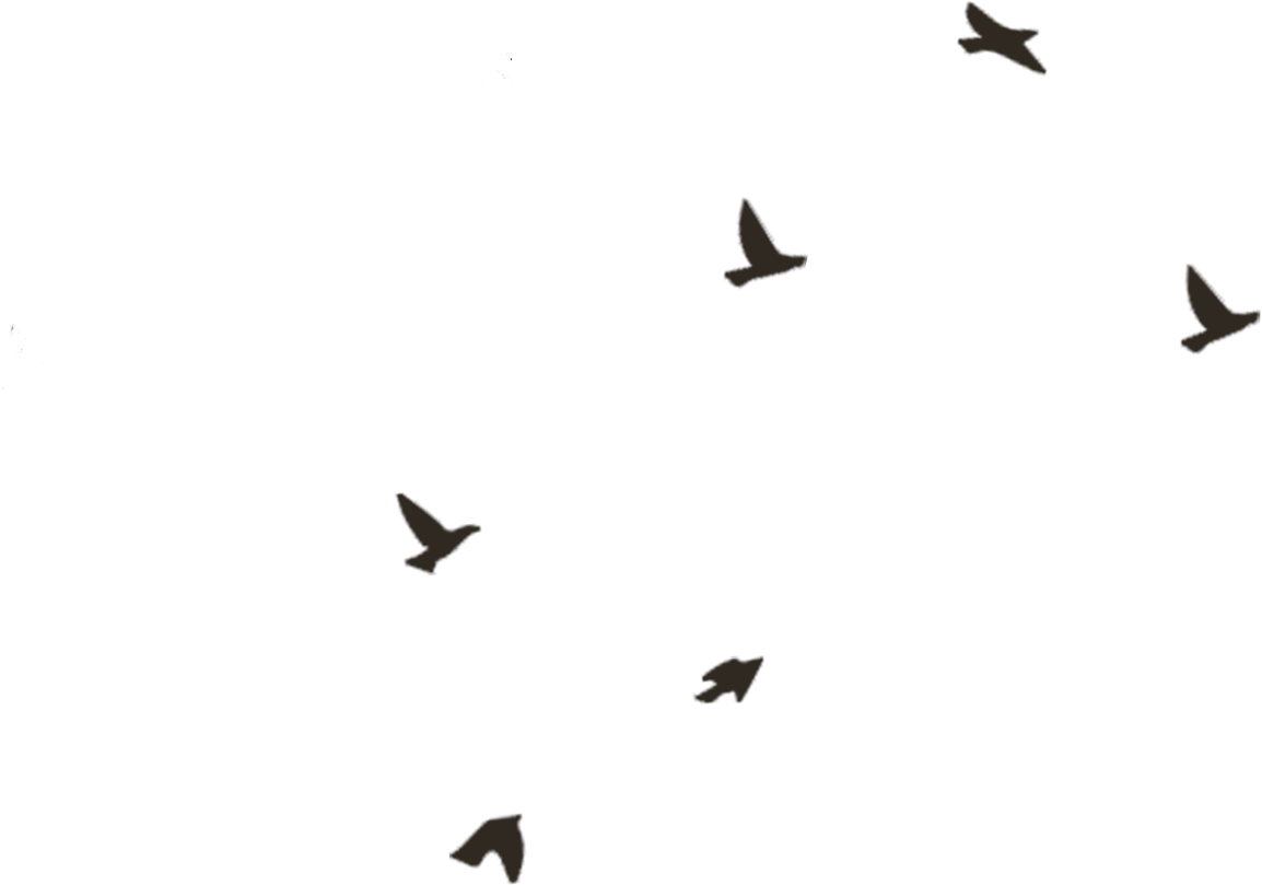 Bird/Goose