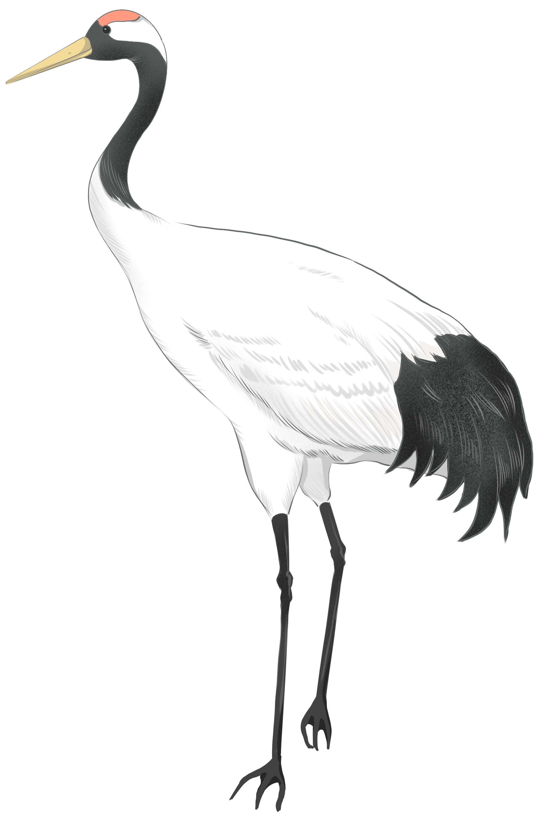 Red-crowned Crane