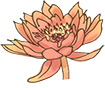 Flowers/Lotus