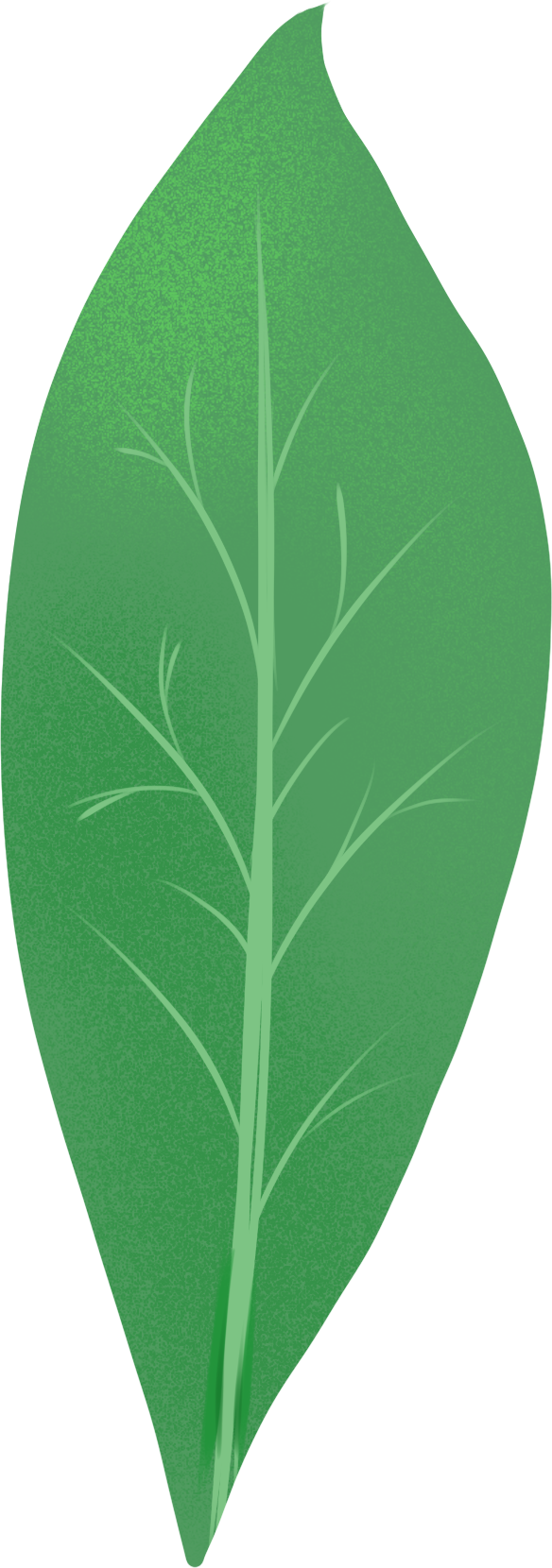 Single Green Leaf