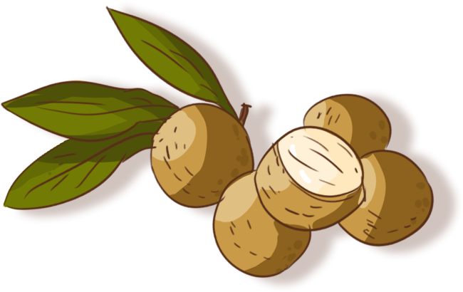 Longan 2