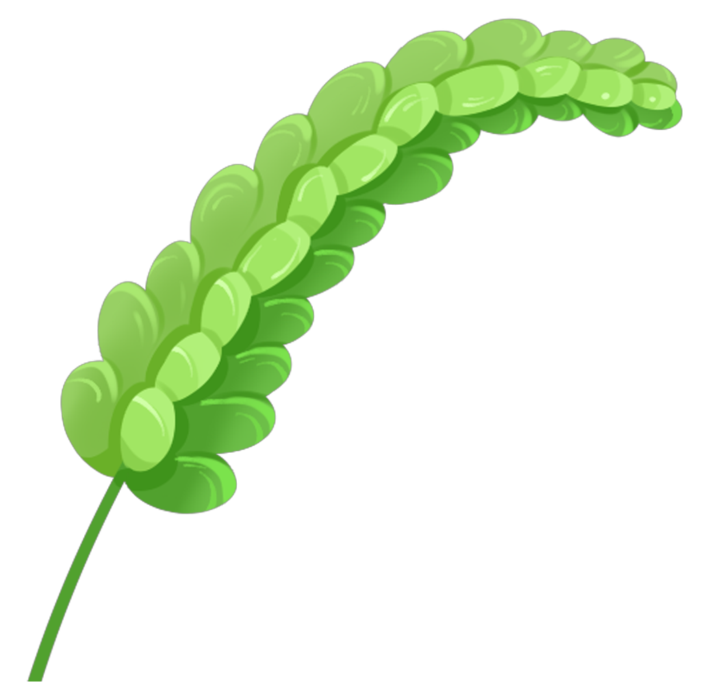 Wheat ear image
