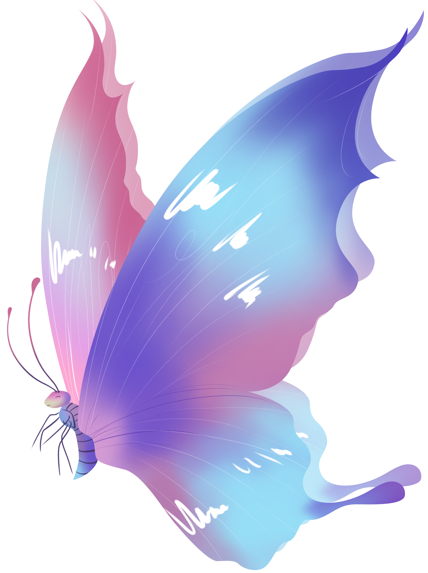 Butterfly image