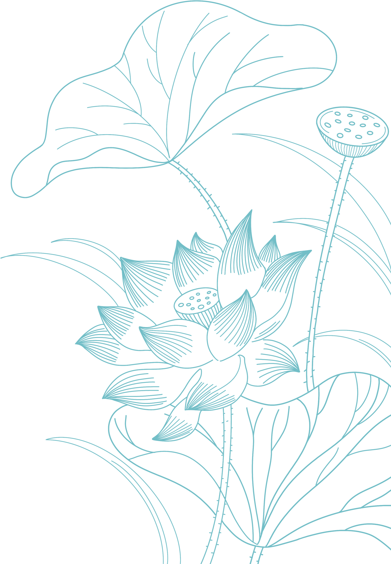 Traditional Chinese style lotus leaf and lotus line art