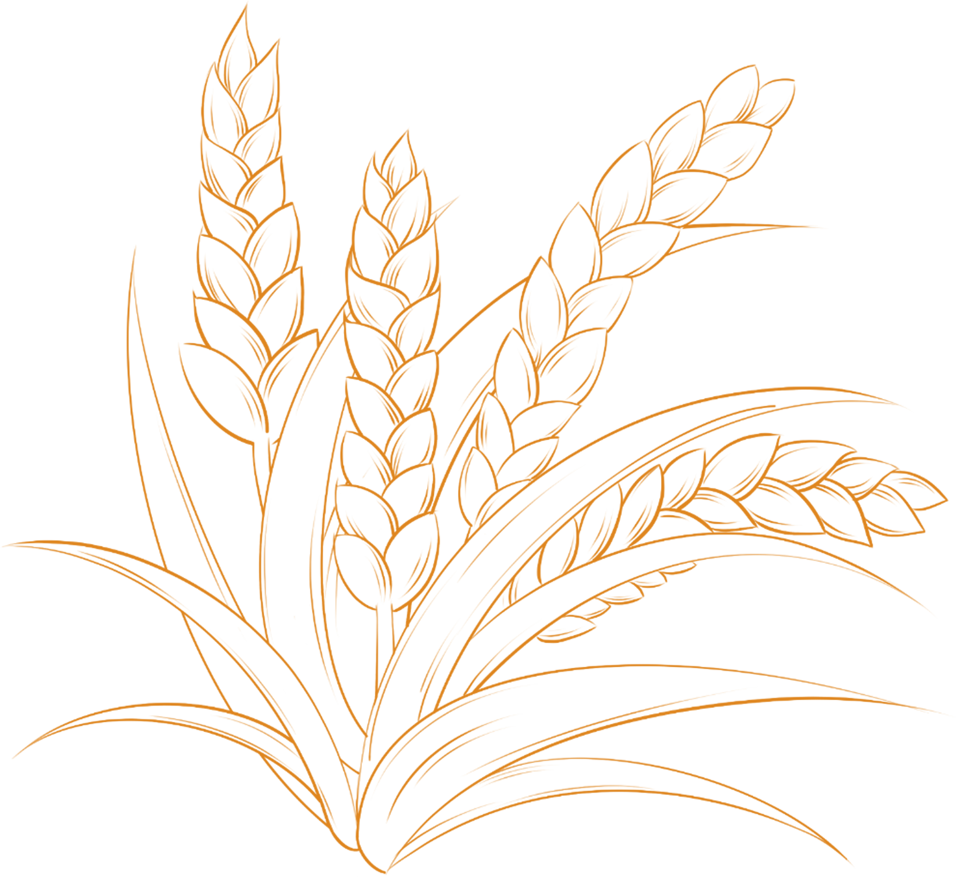 Crops Wheat Line Drawing