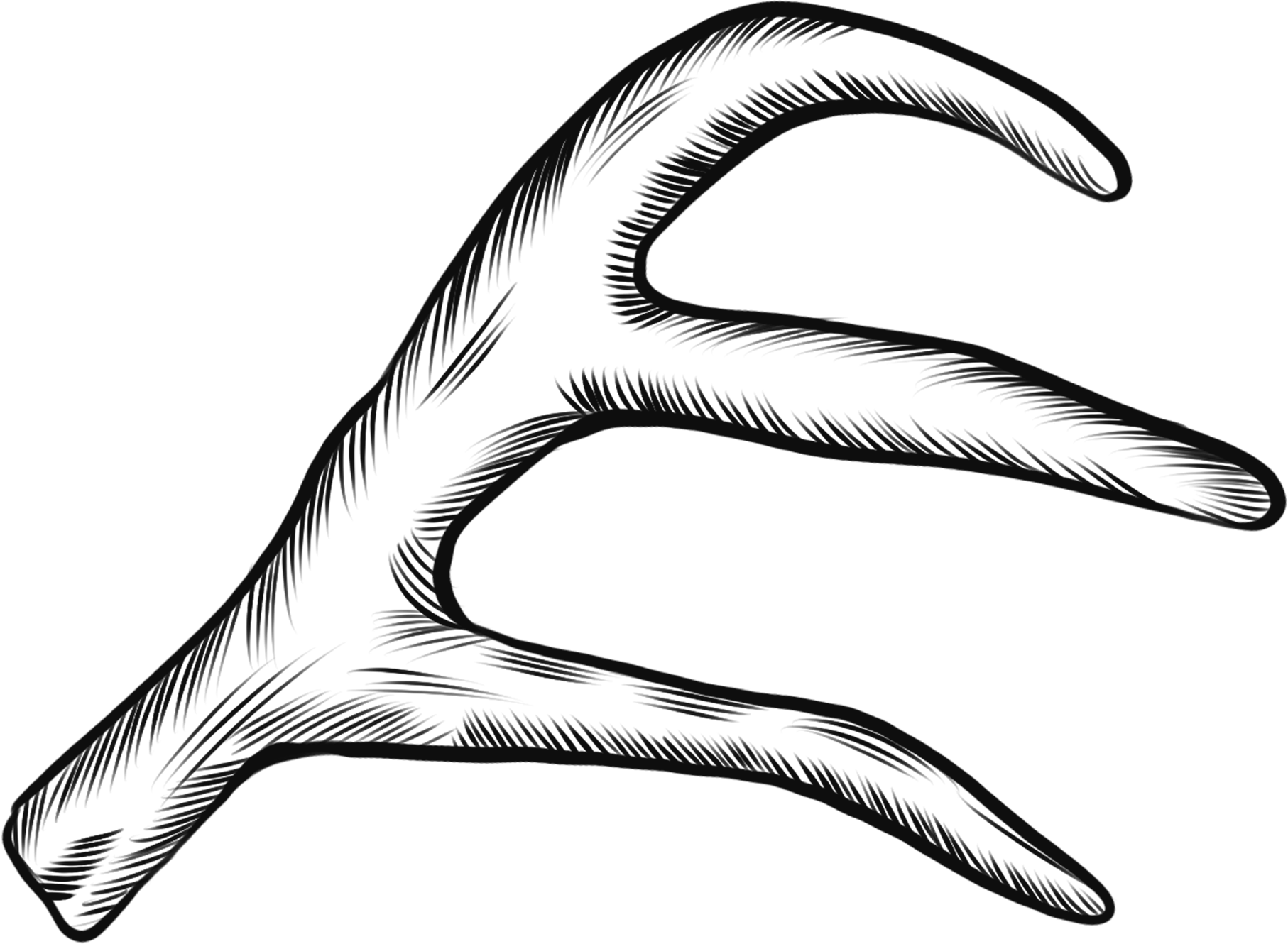Line drawing of antlers, protected animal line art elements
