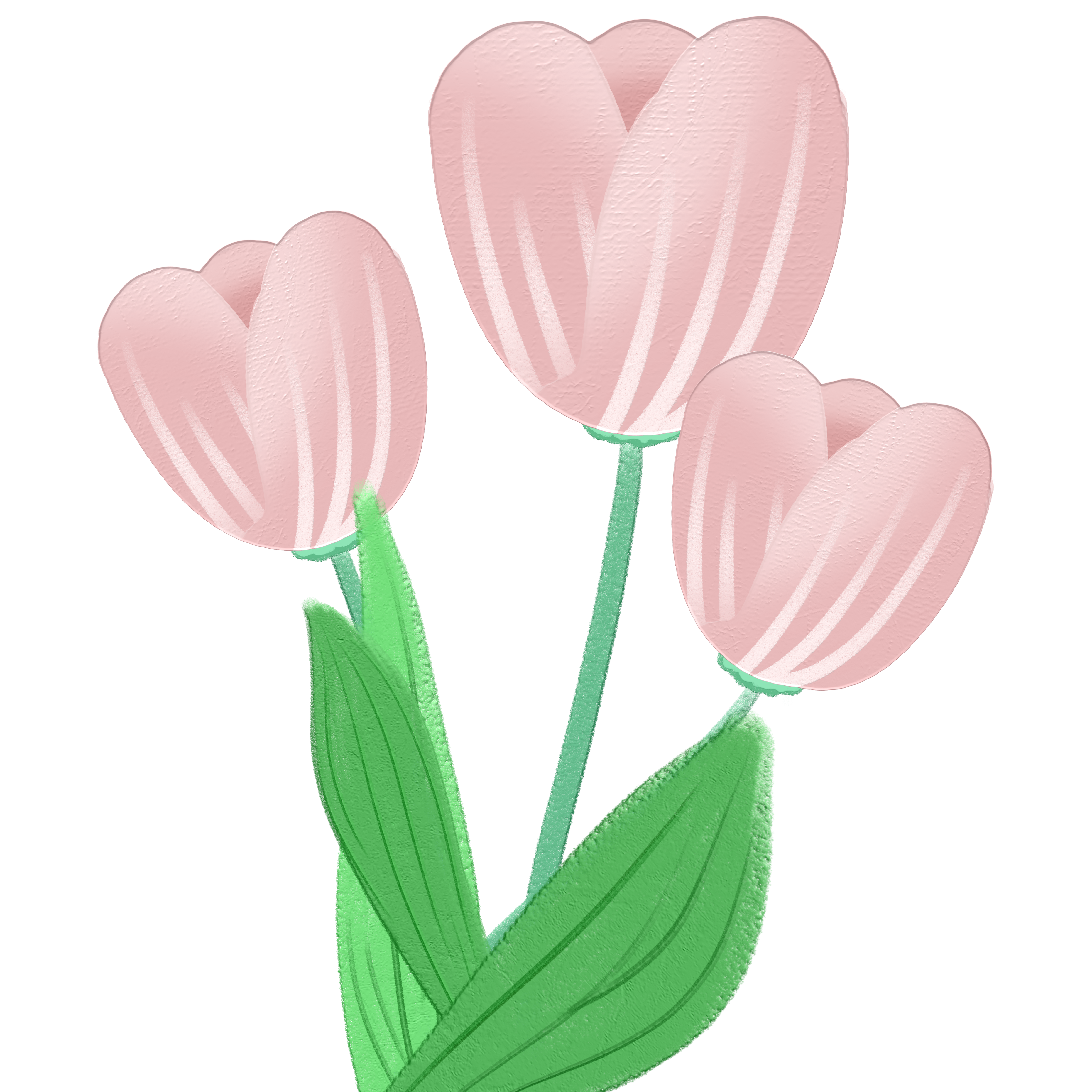 Vibrant pink tulip image