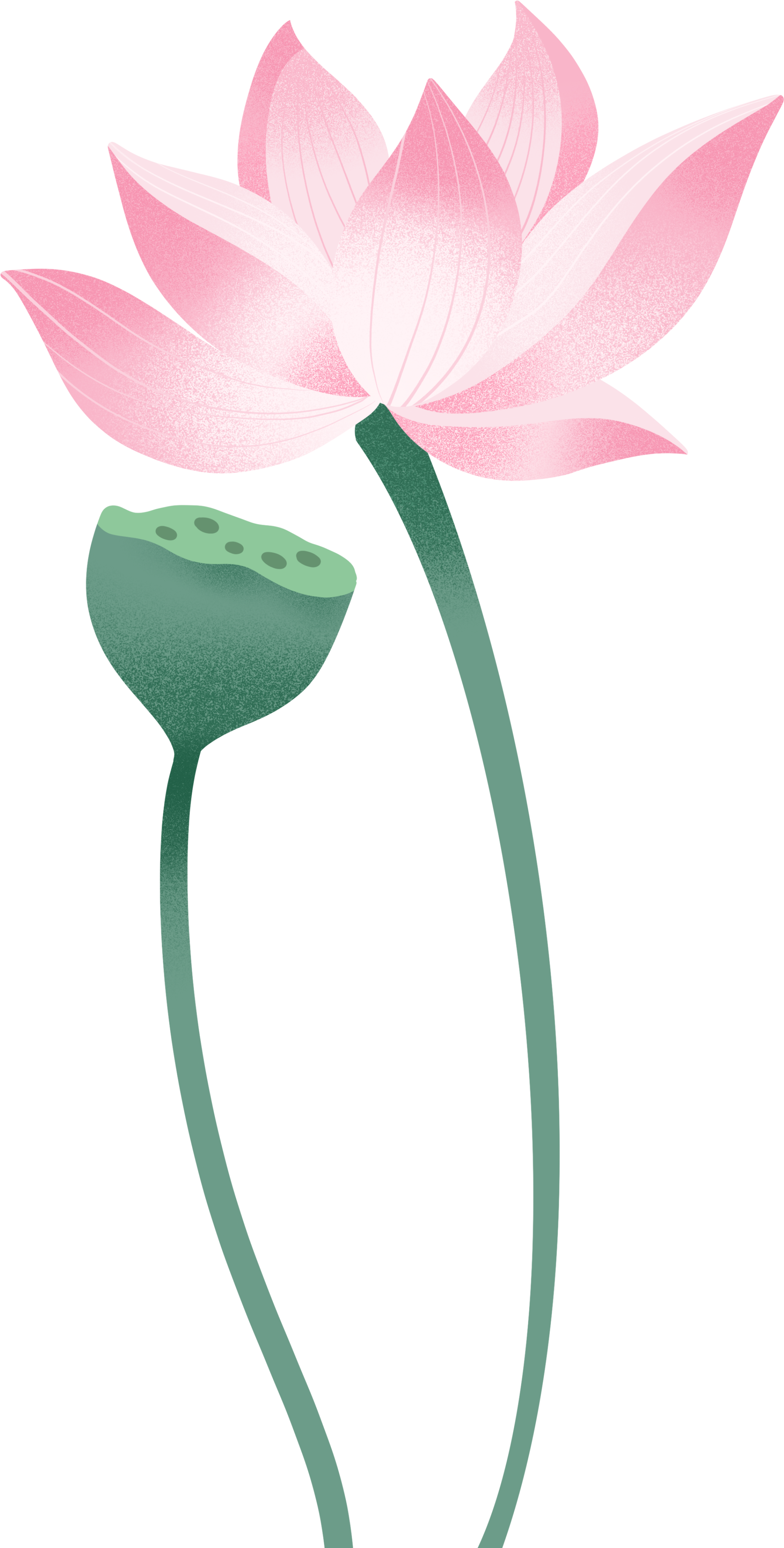 Creative design materials for lotus flowers and seed pods