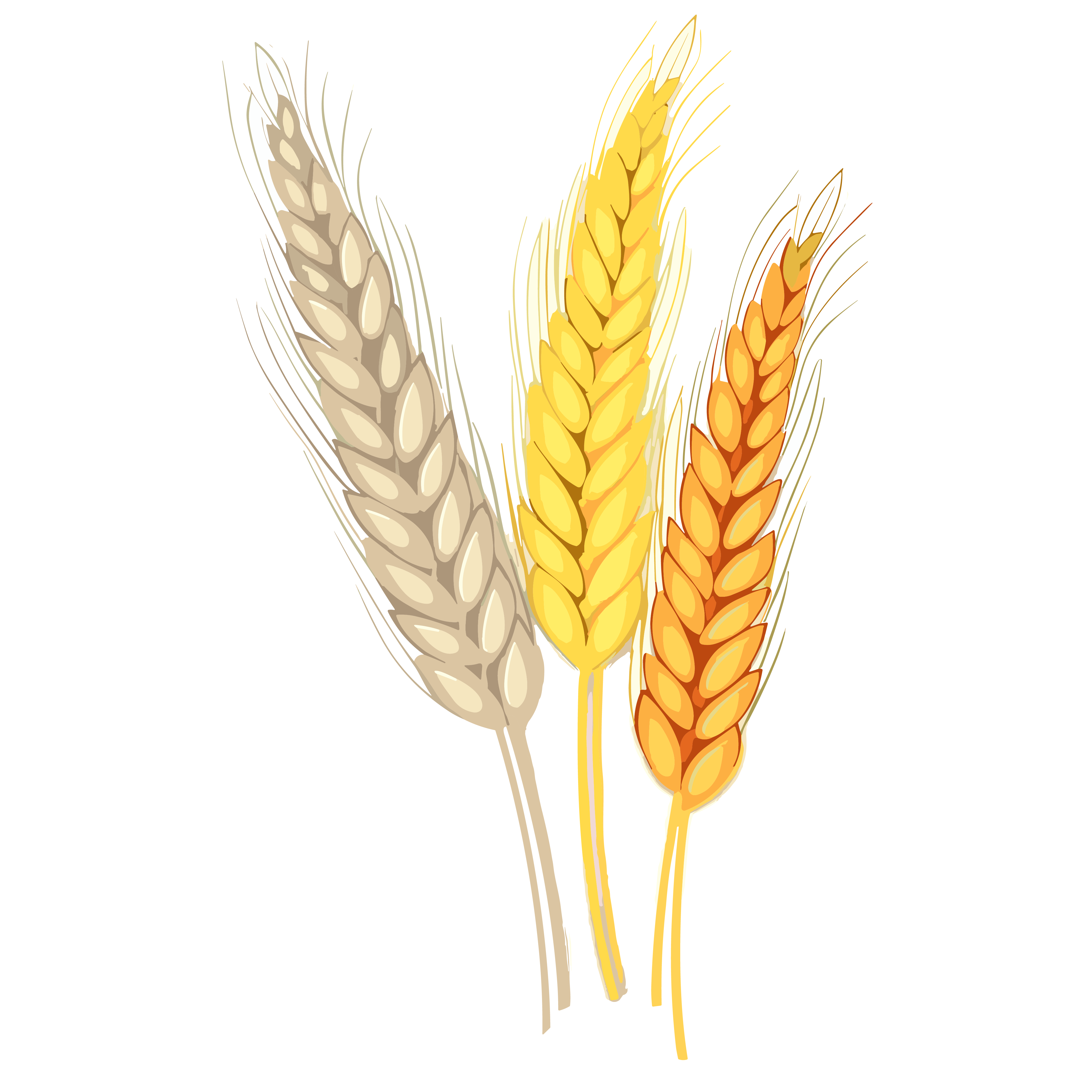 Wheat ear