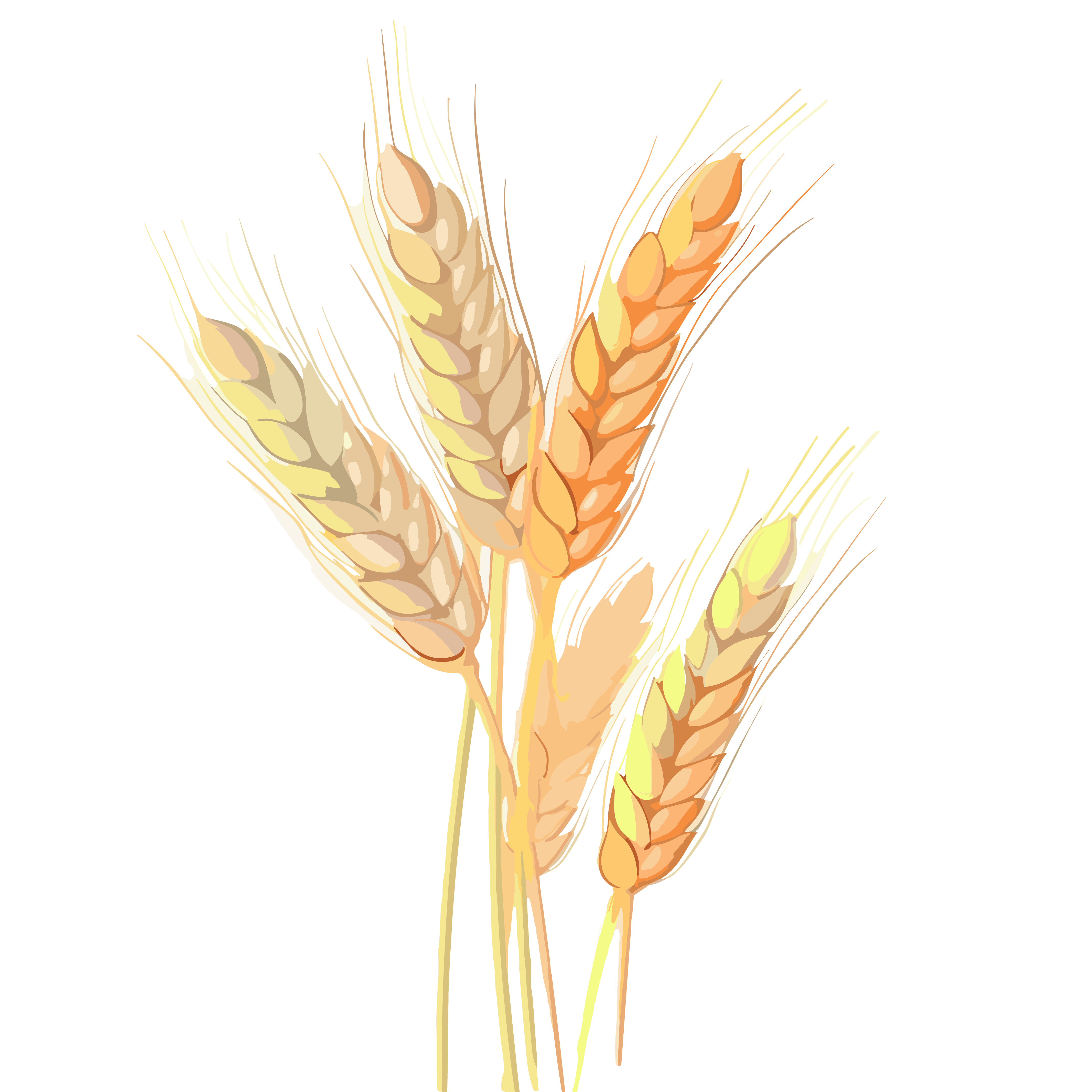 Wheat Ear Vector Illustration