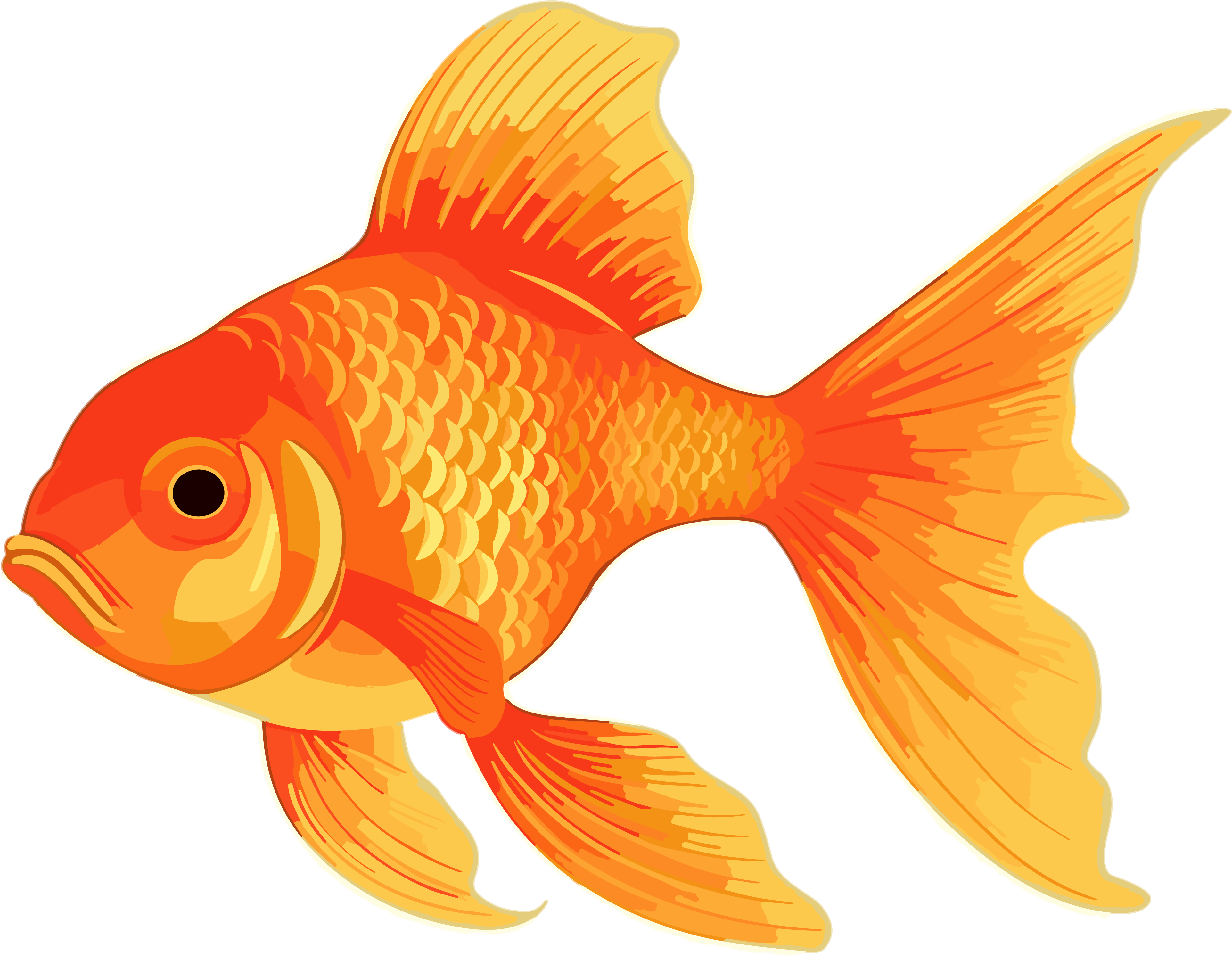 Goldfish PNG Transparent Material