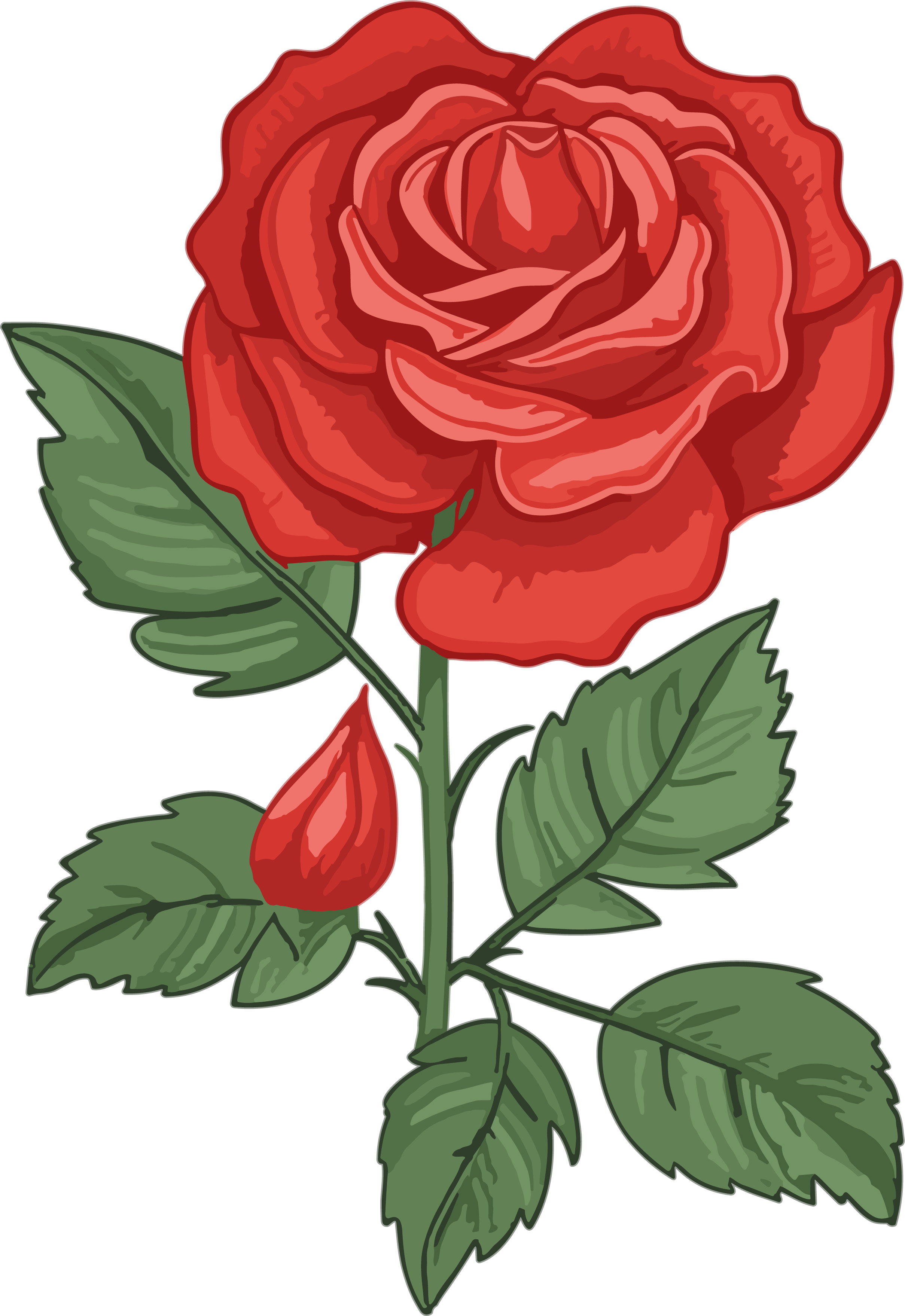 Red rose illustration material