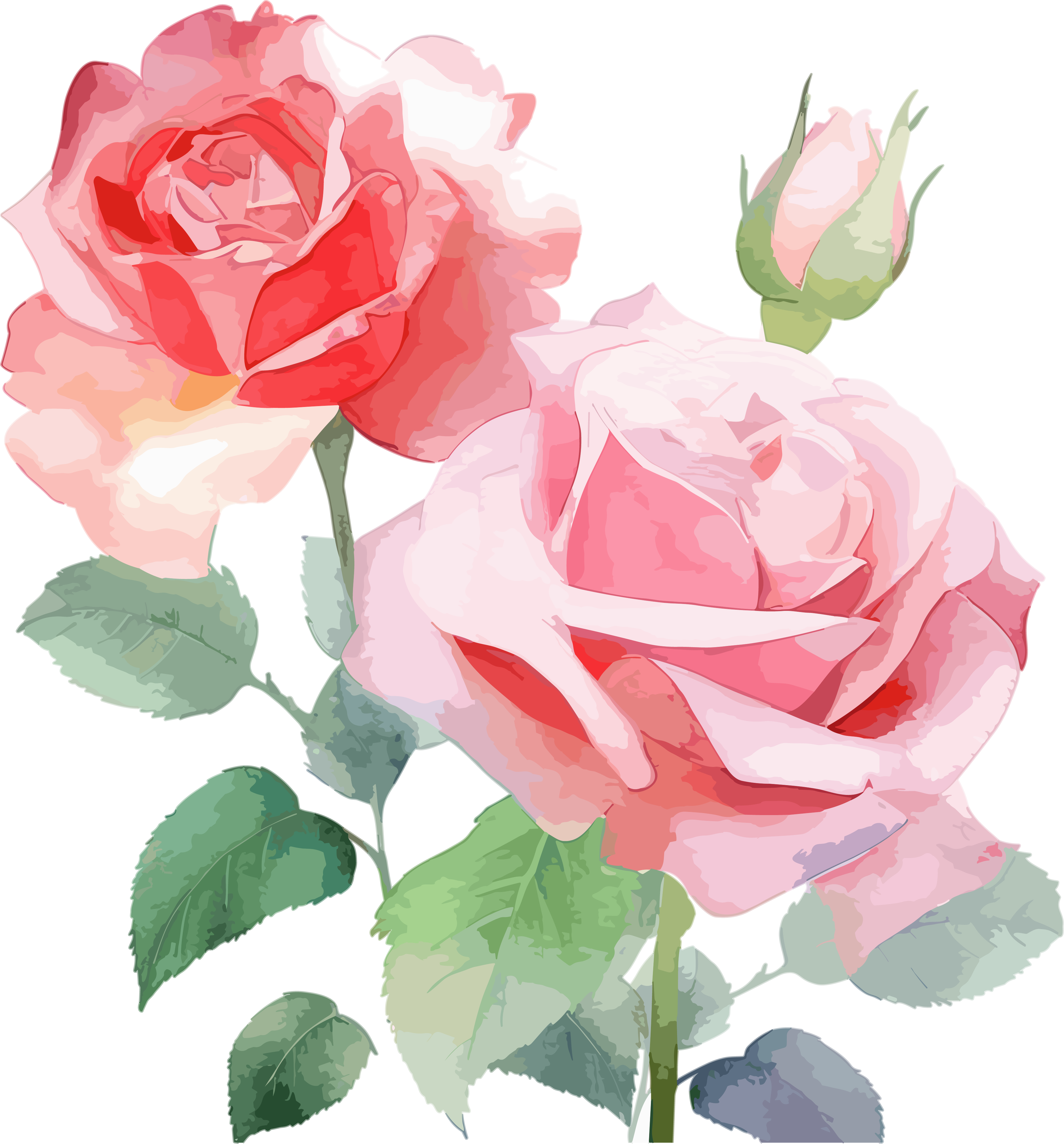 High-definition watercolor rose illustration design