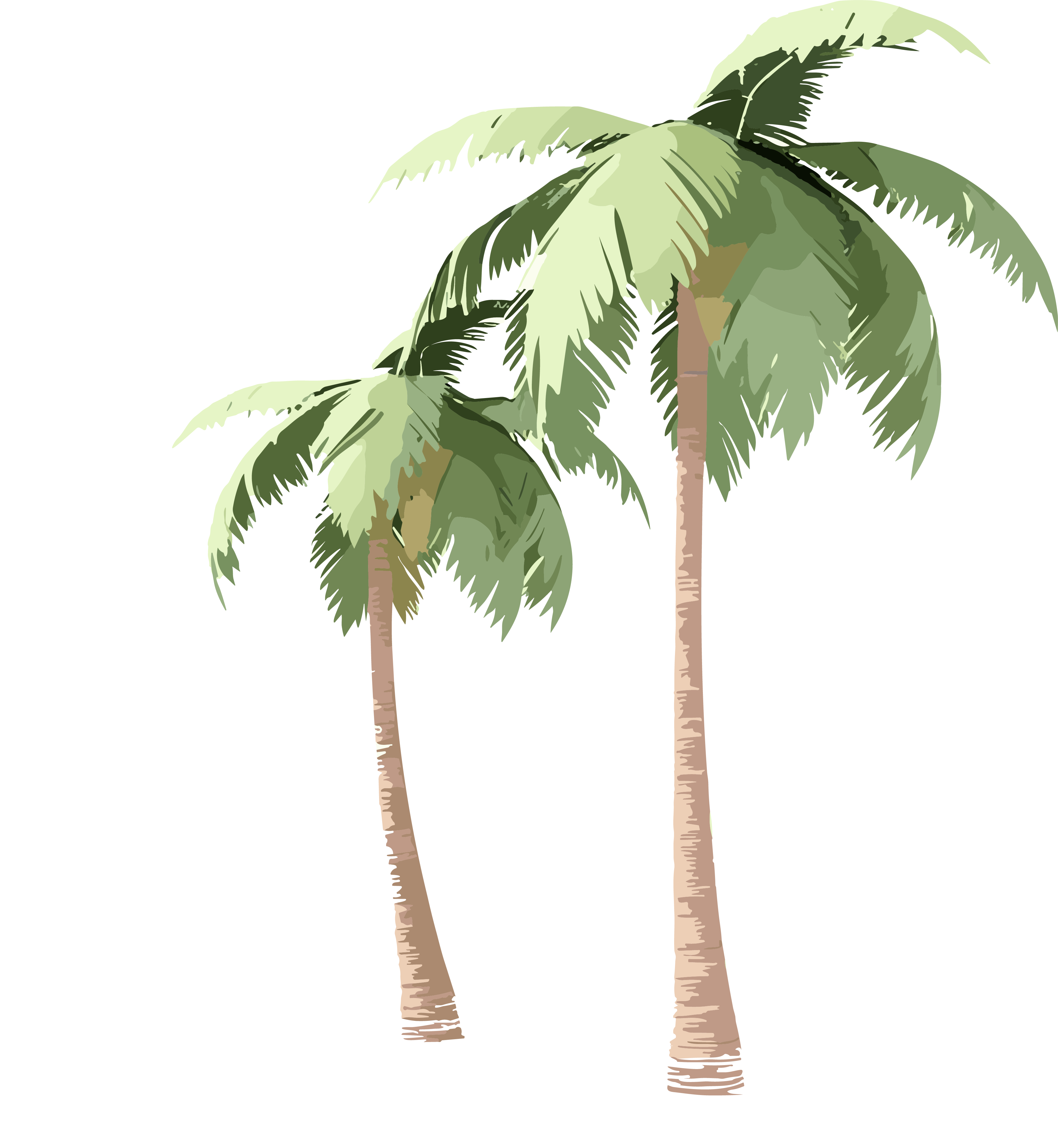 Transparent background hand-drawn palm tree 3D illustration material