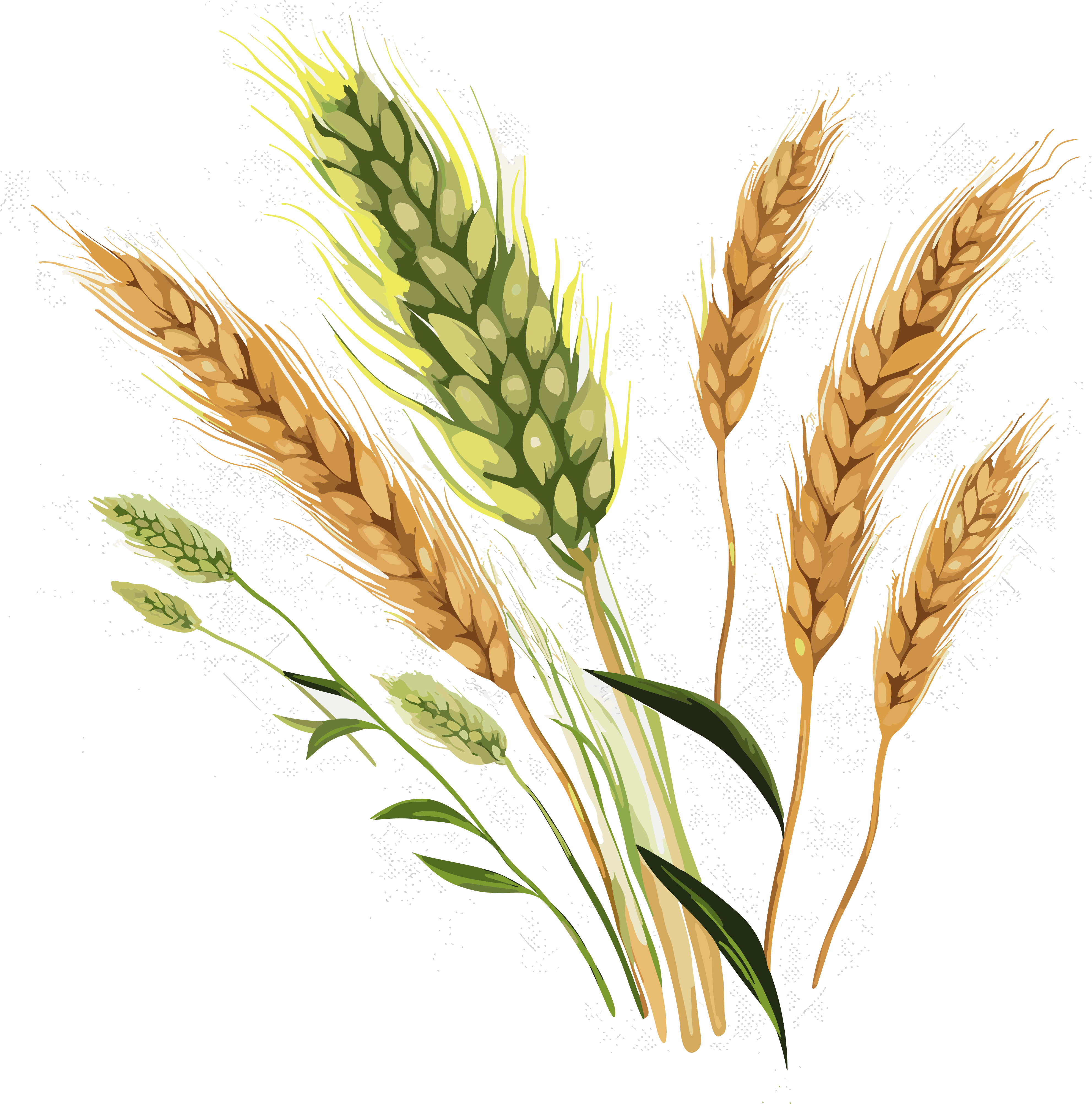 High-definition transparent background wheat ear leaf pattern PNG material