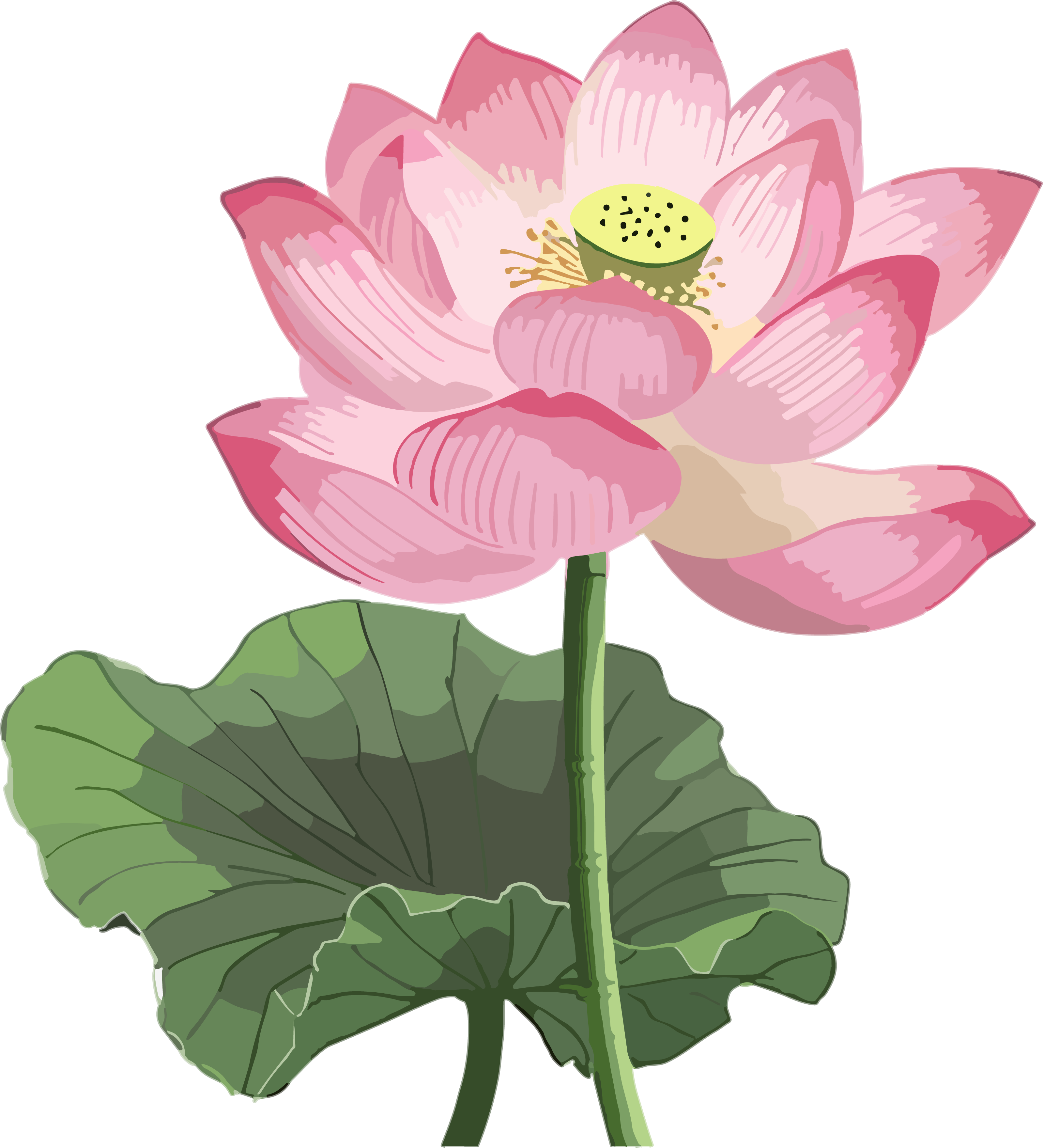 Western Zhou style pink lotus illustration