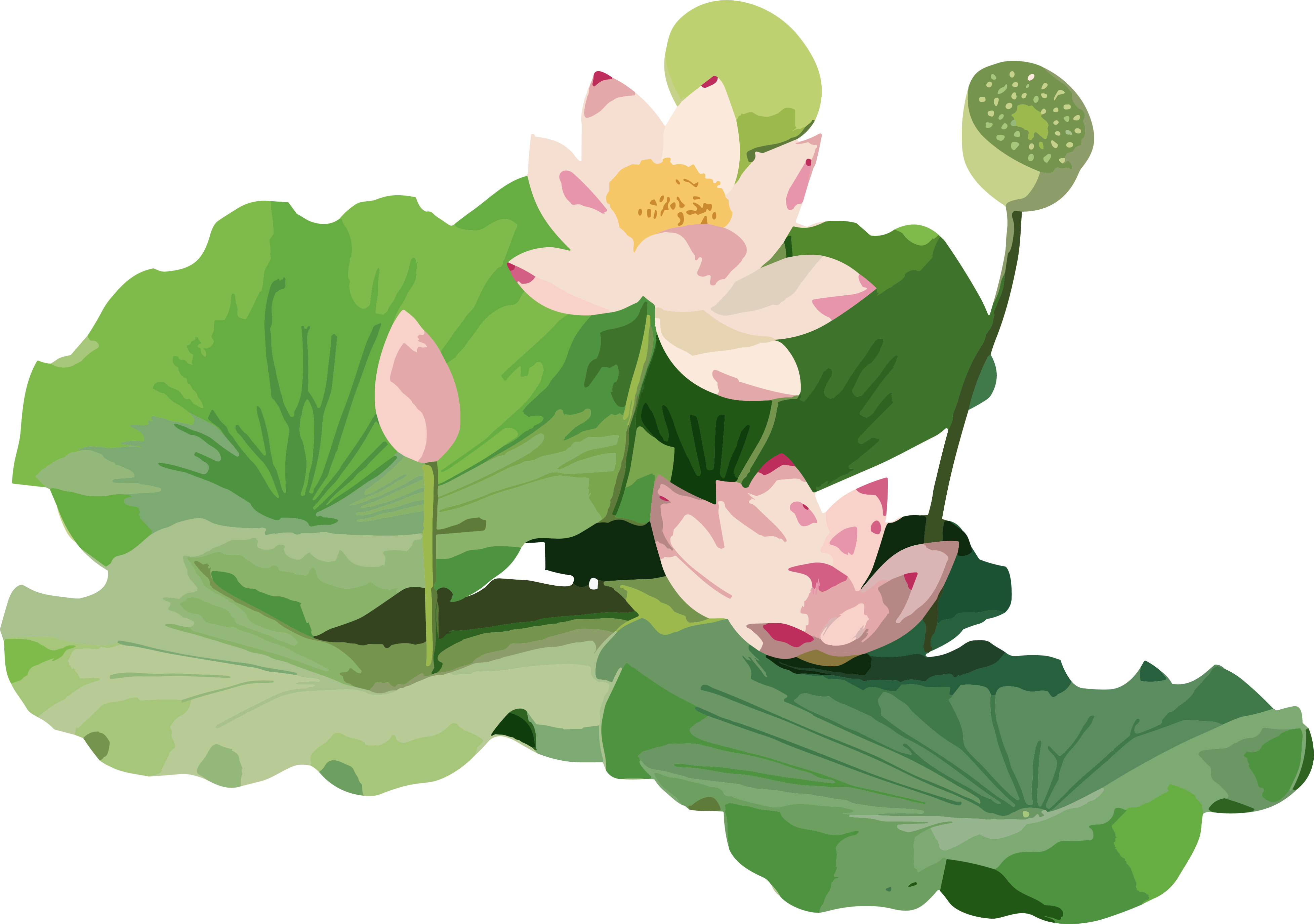 Fresh lotus flowers and lotus leaf elements