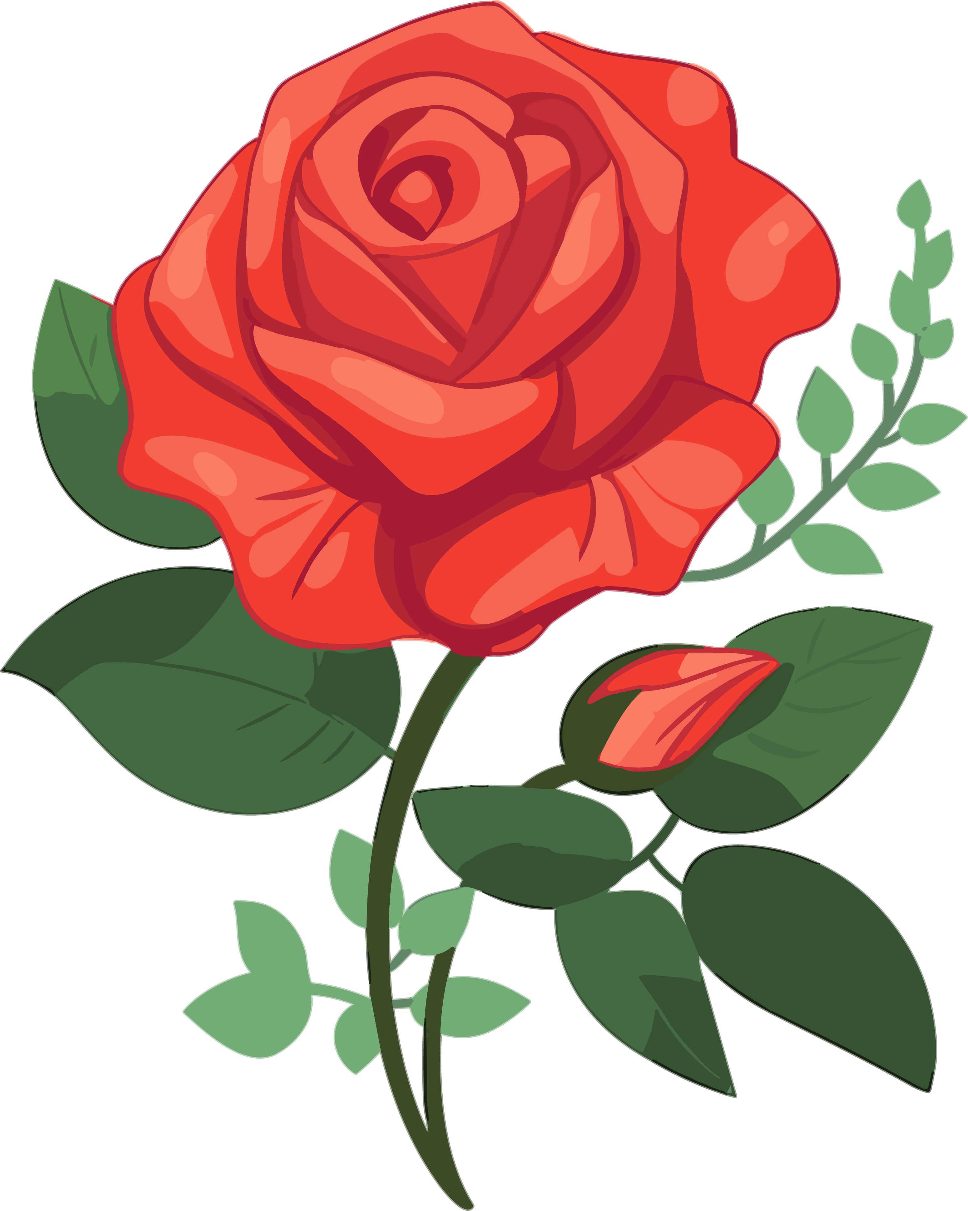 Red rose illustration design