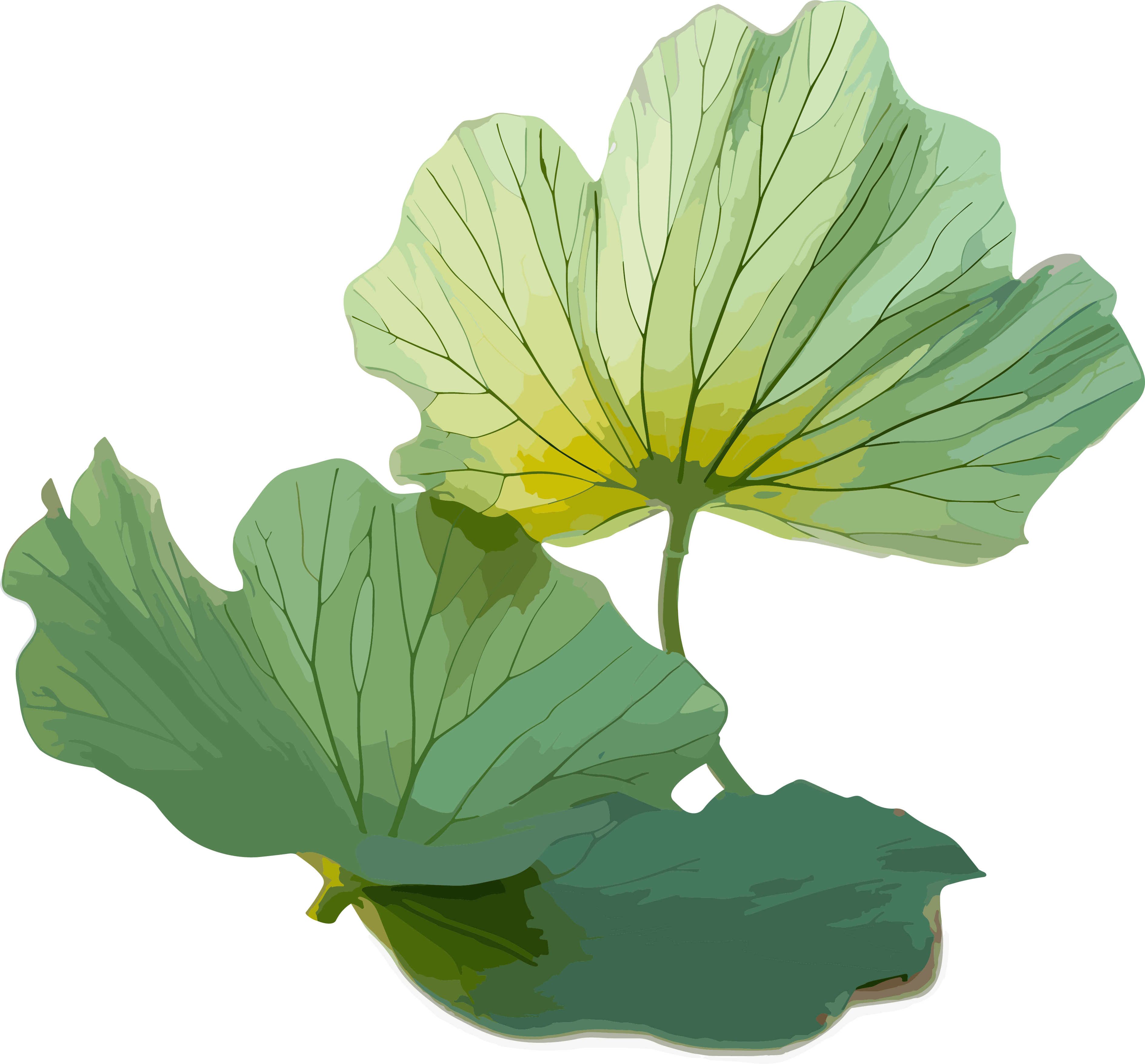 Two pieces of green fresh lotus leaf elements