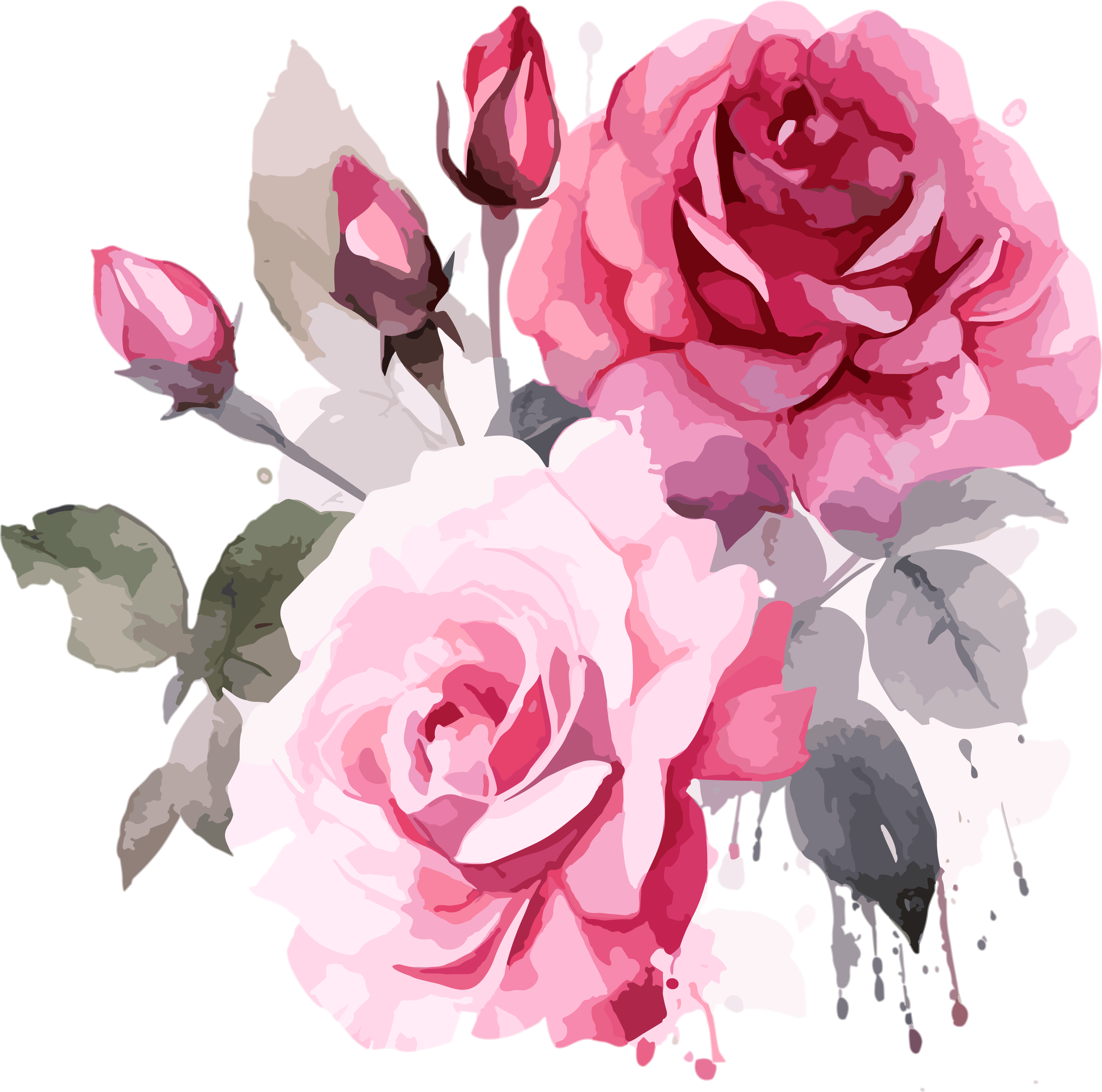 Pink rose watercolor painting on a white background