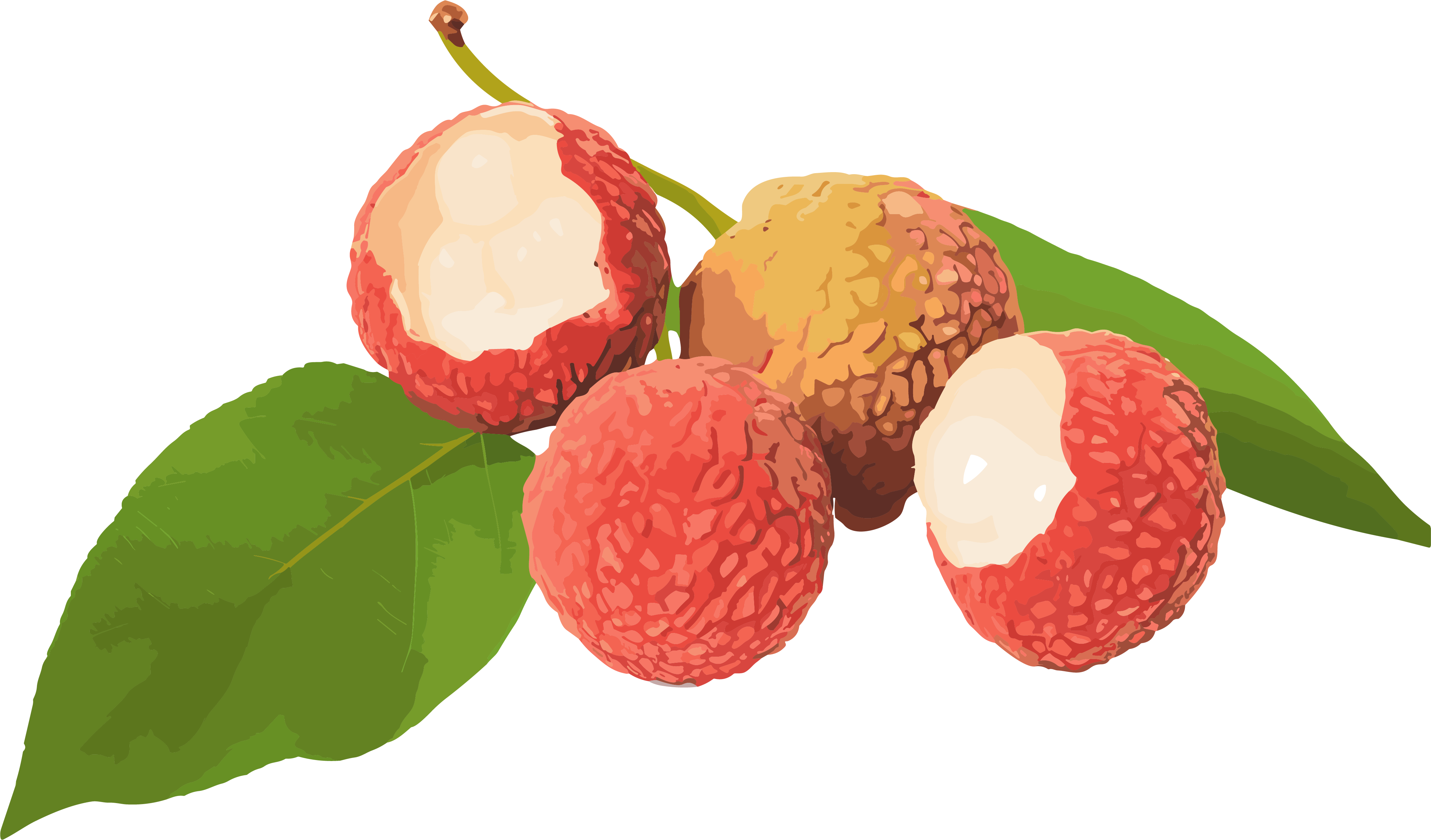 Watercolor style illustration elements of lychee