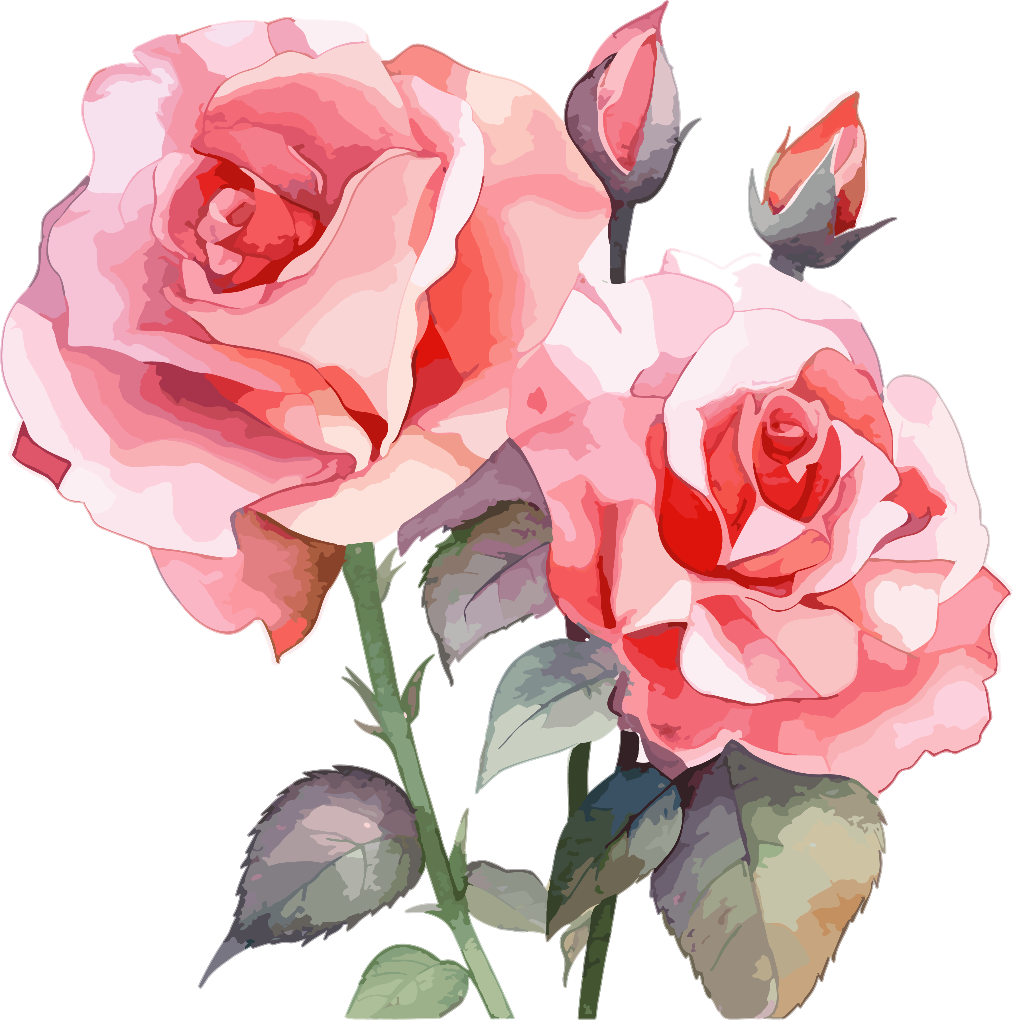Pink Rose Watercolor Painting