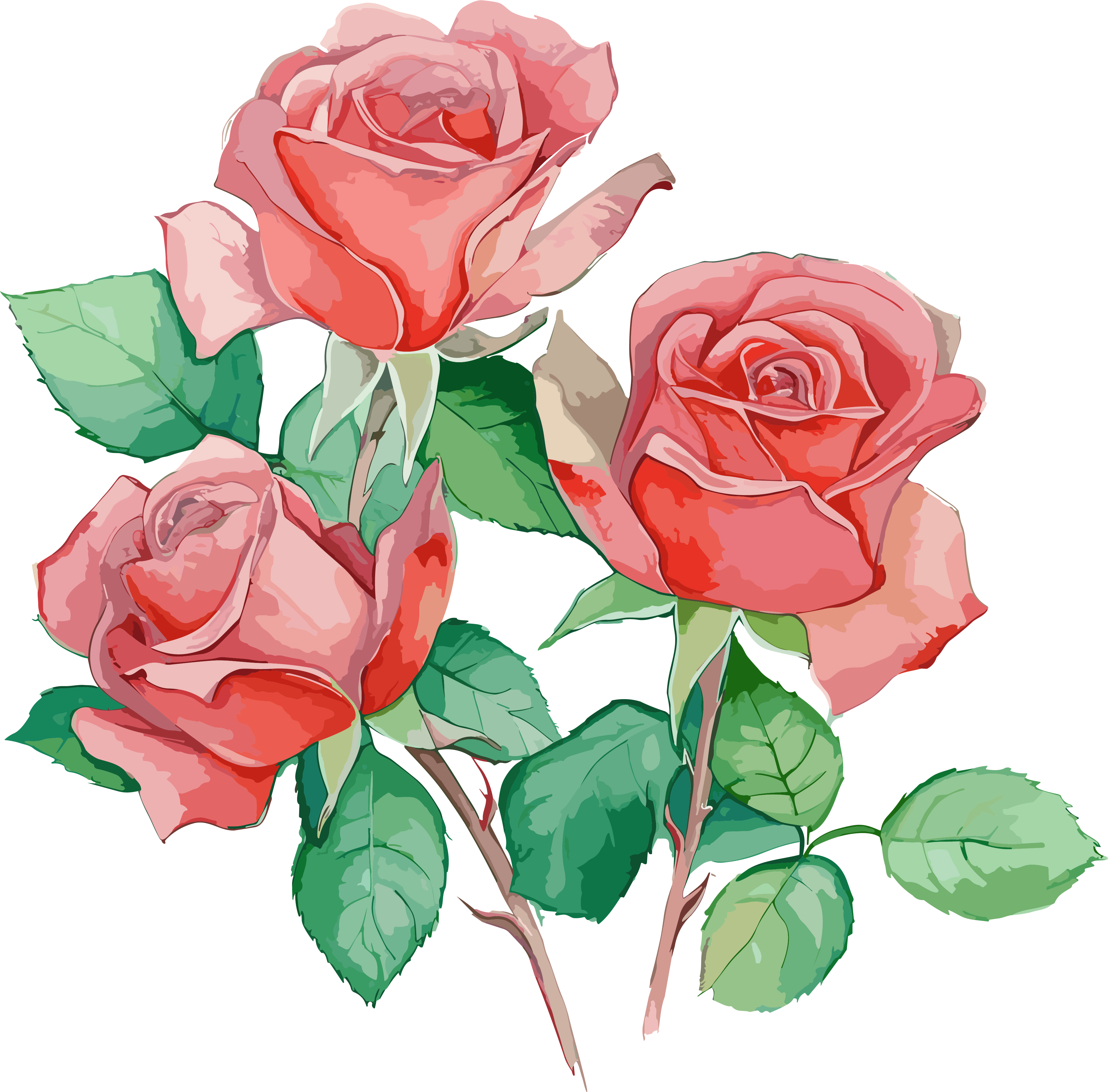 Light red and light green watercolor painting of three roses