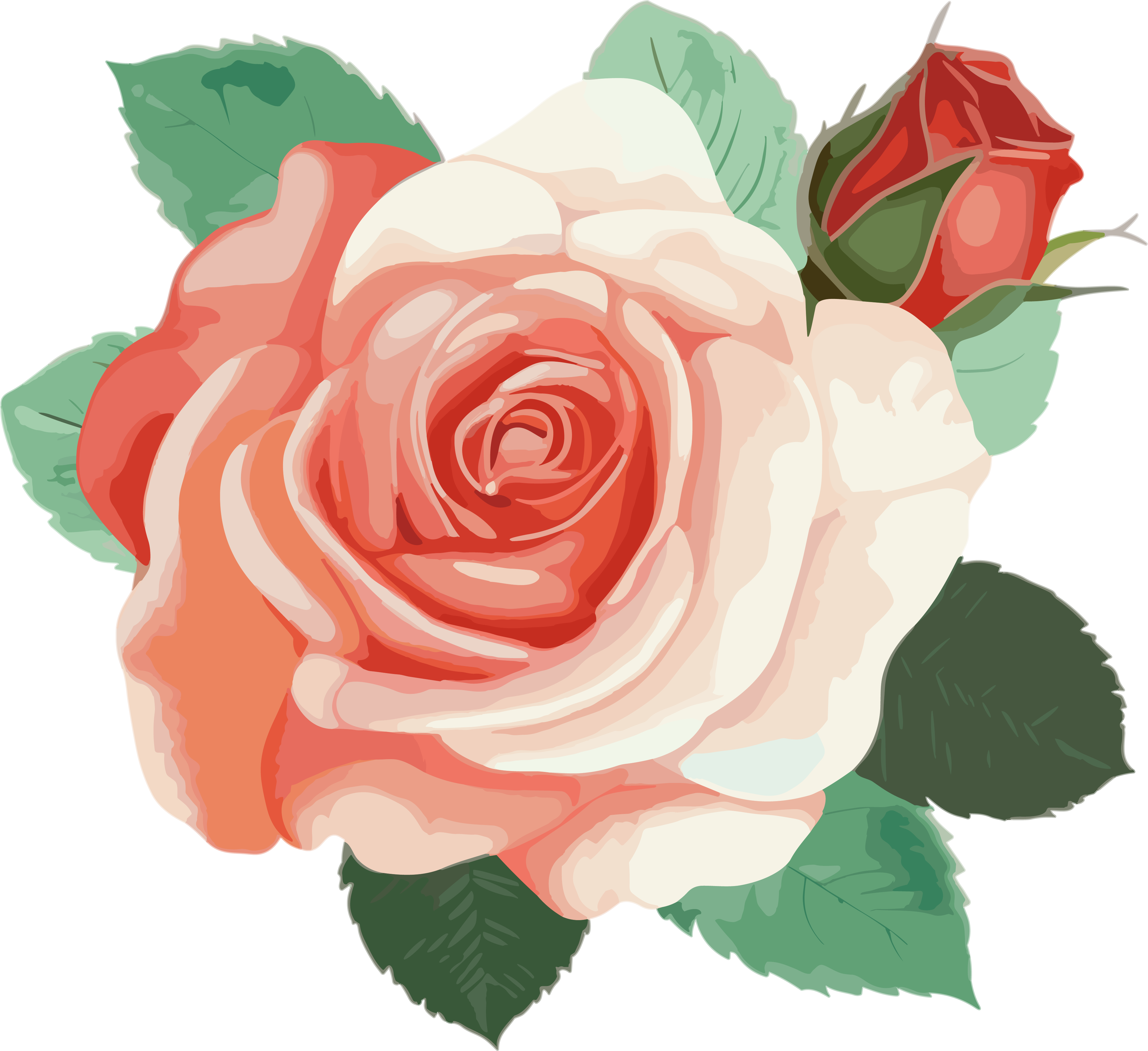 Red rose flower illustration