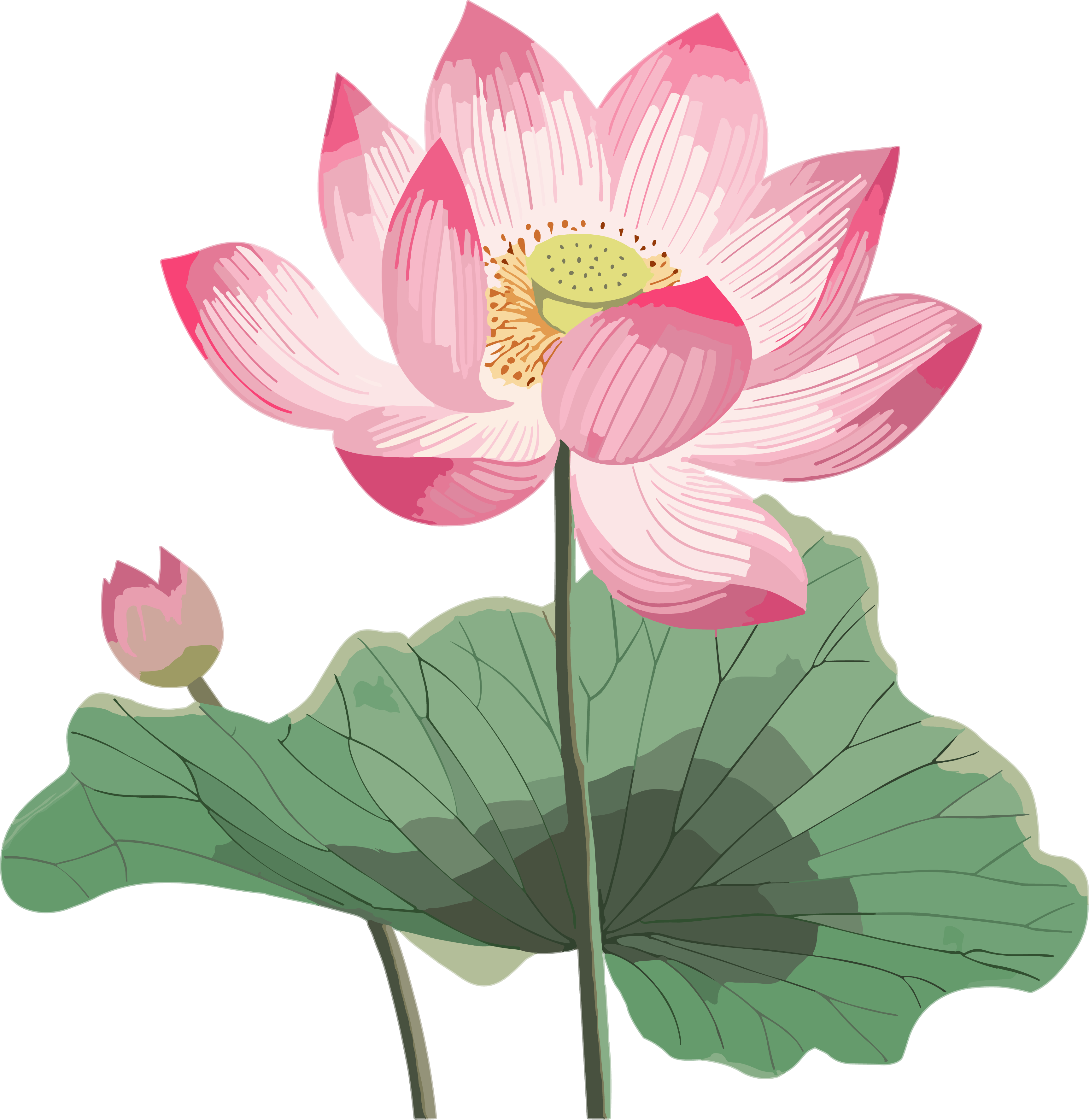 Western Zhou style pink lotus illustration dynamic GIF material