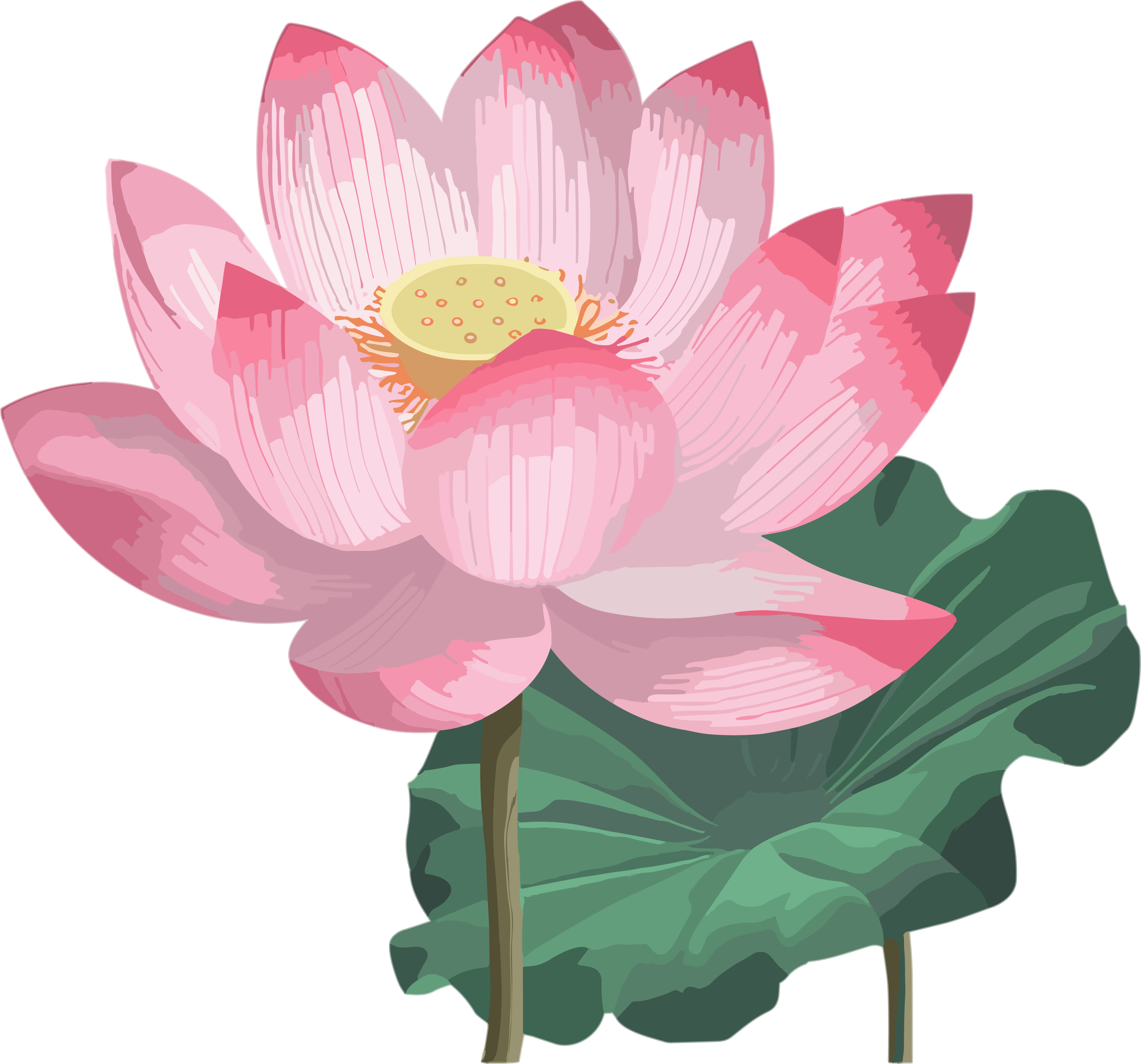 Western Zhou style pink lotus illustration dynamic GIF