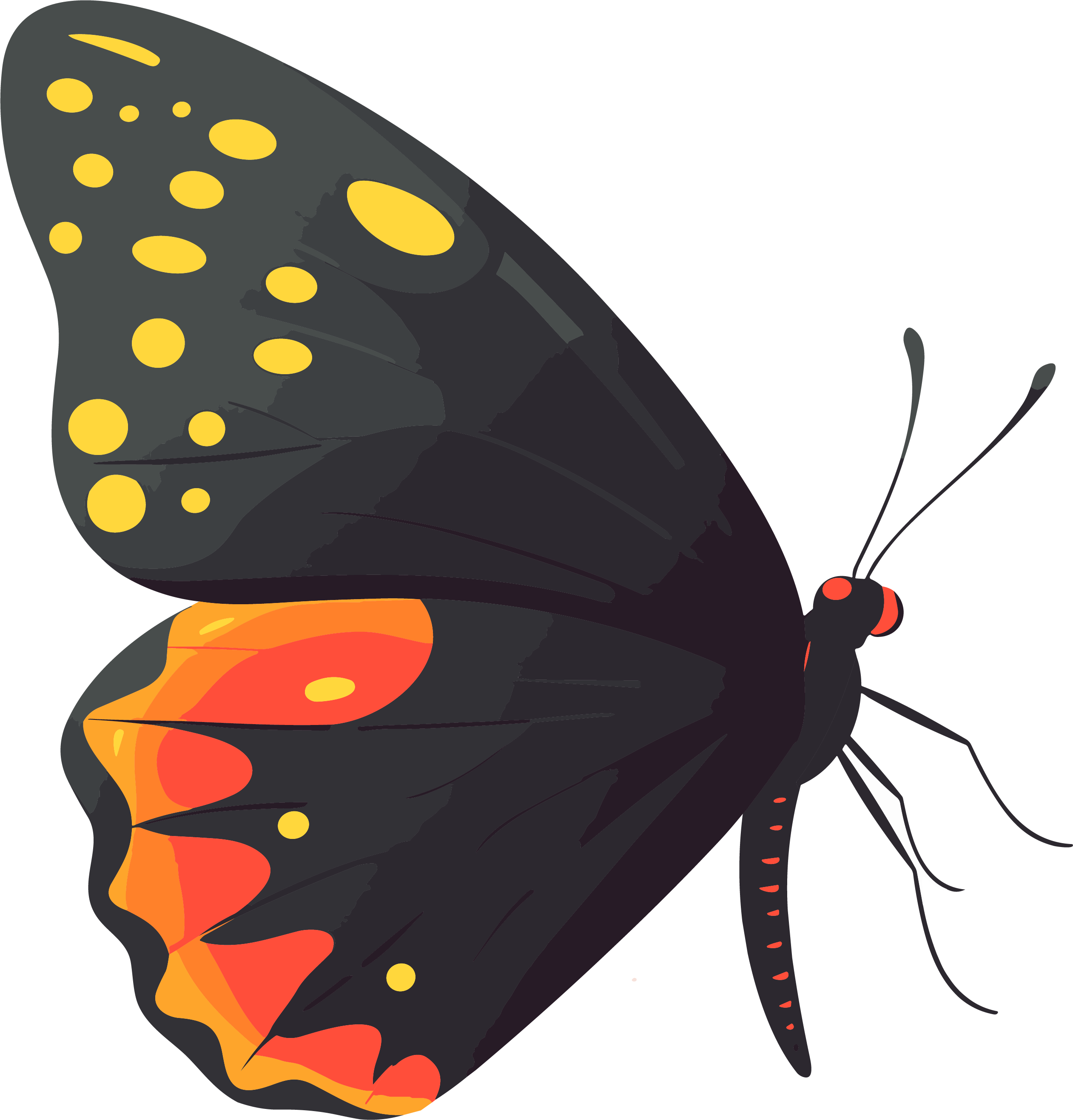 Exquisite butterfly on a white background