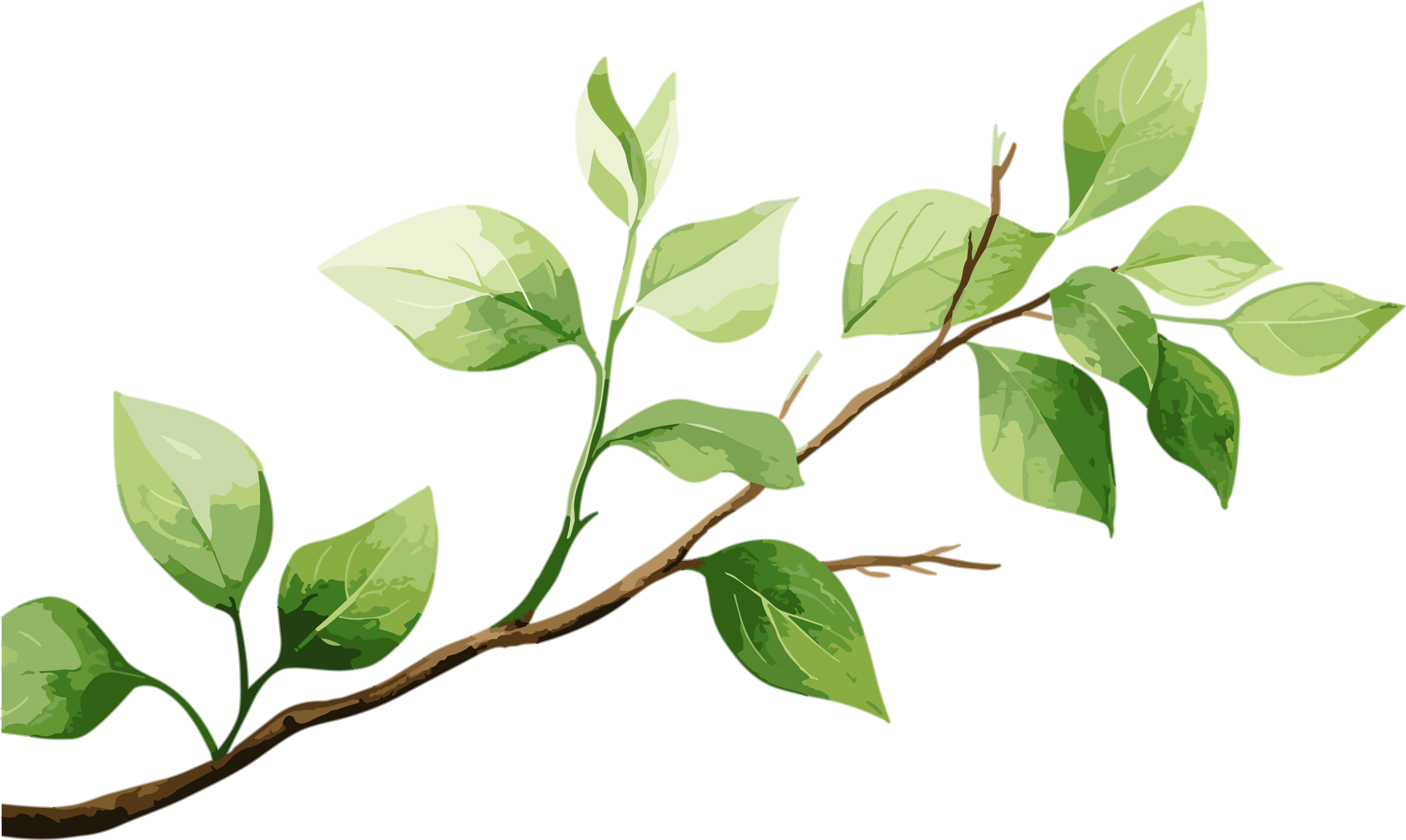 Illustration style of branches and leaves for children's books