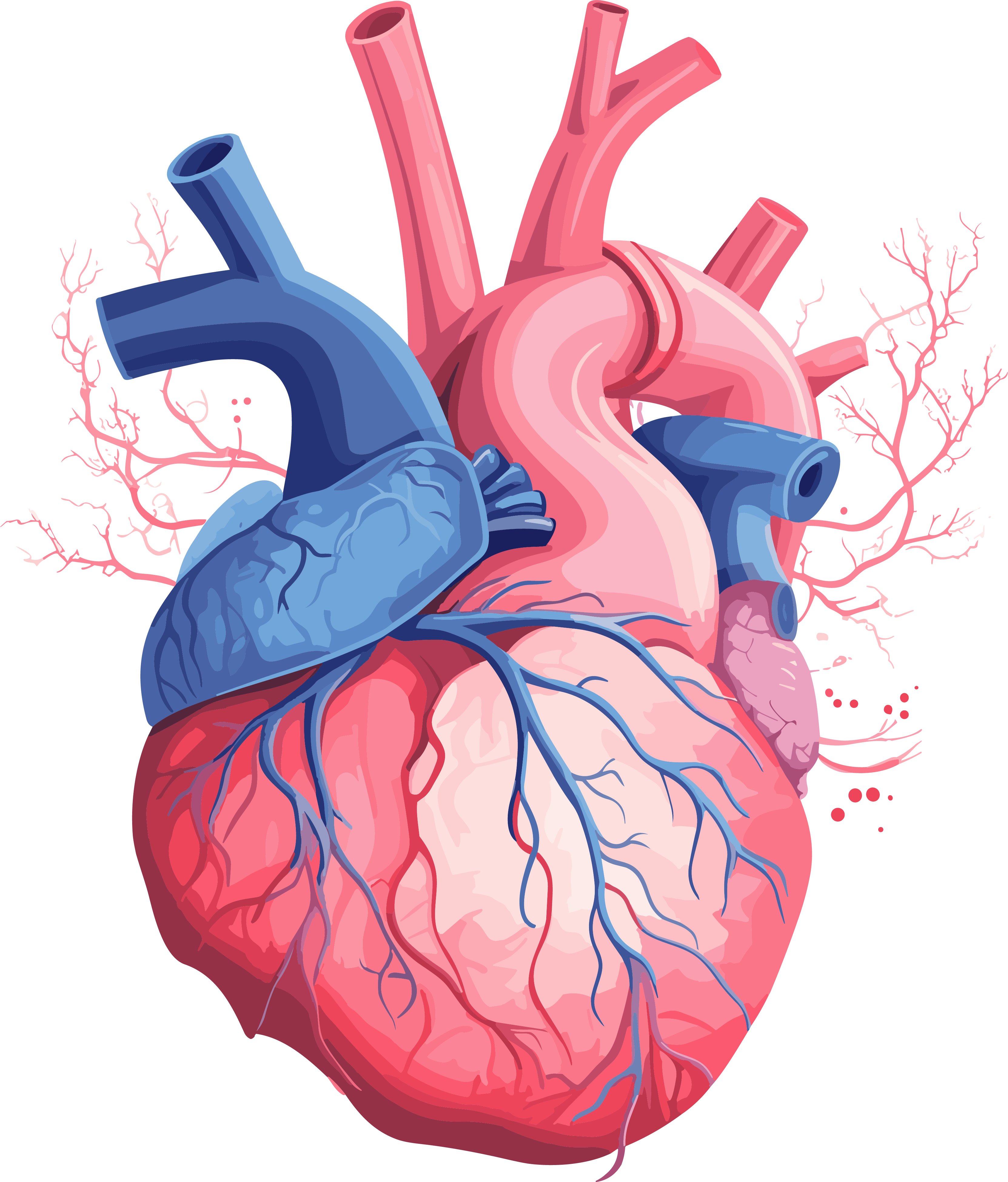 Deep blue pink human heart anatomy vector illustration PNG design