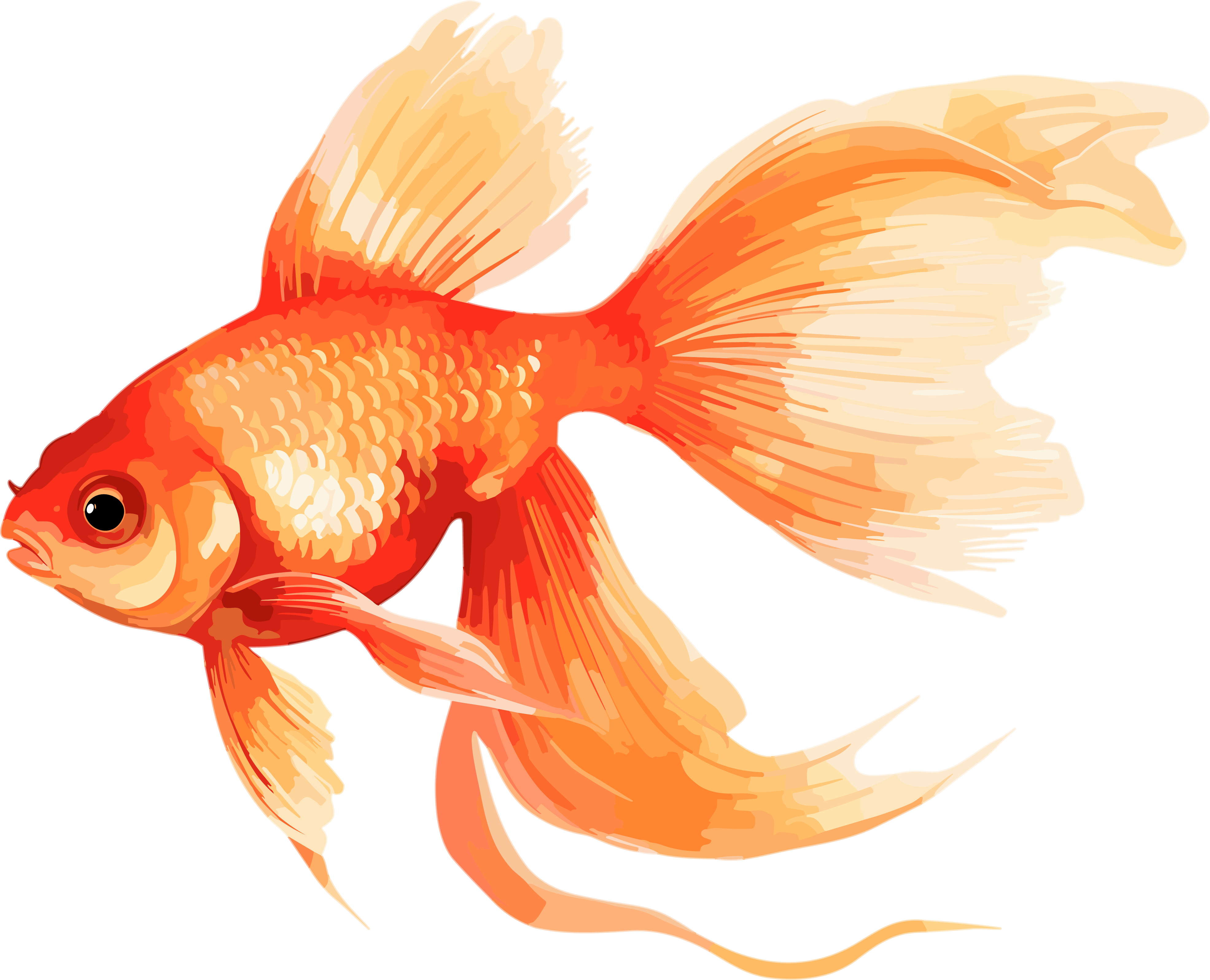 Illustration design material of goldfish with a transparent background