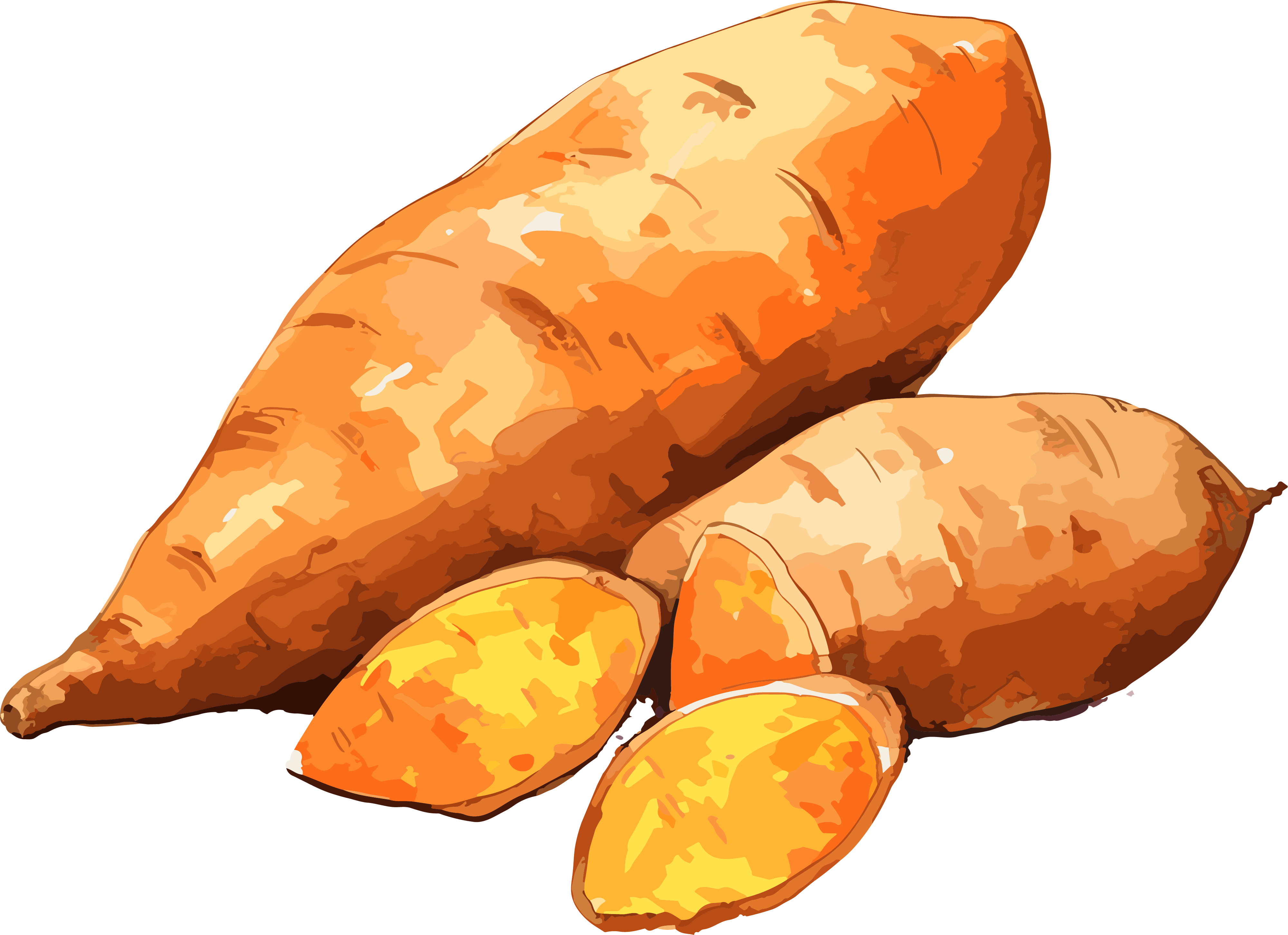 Watercolor Sweet Potato Illustration