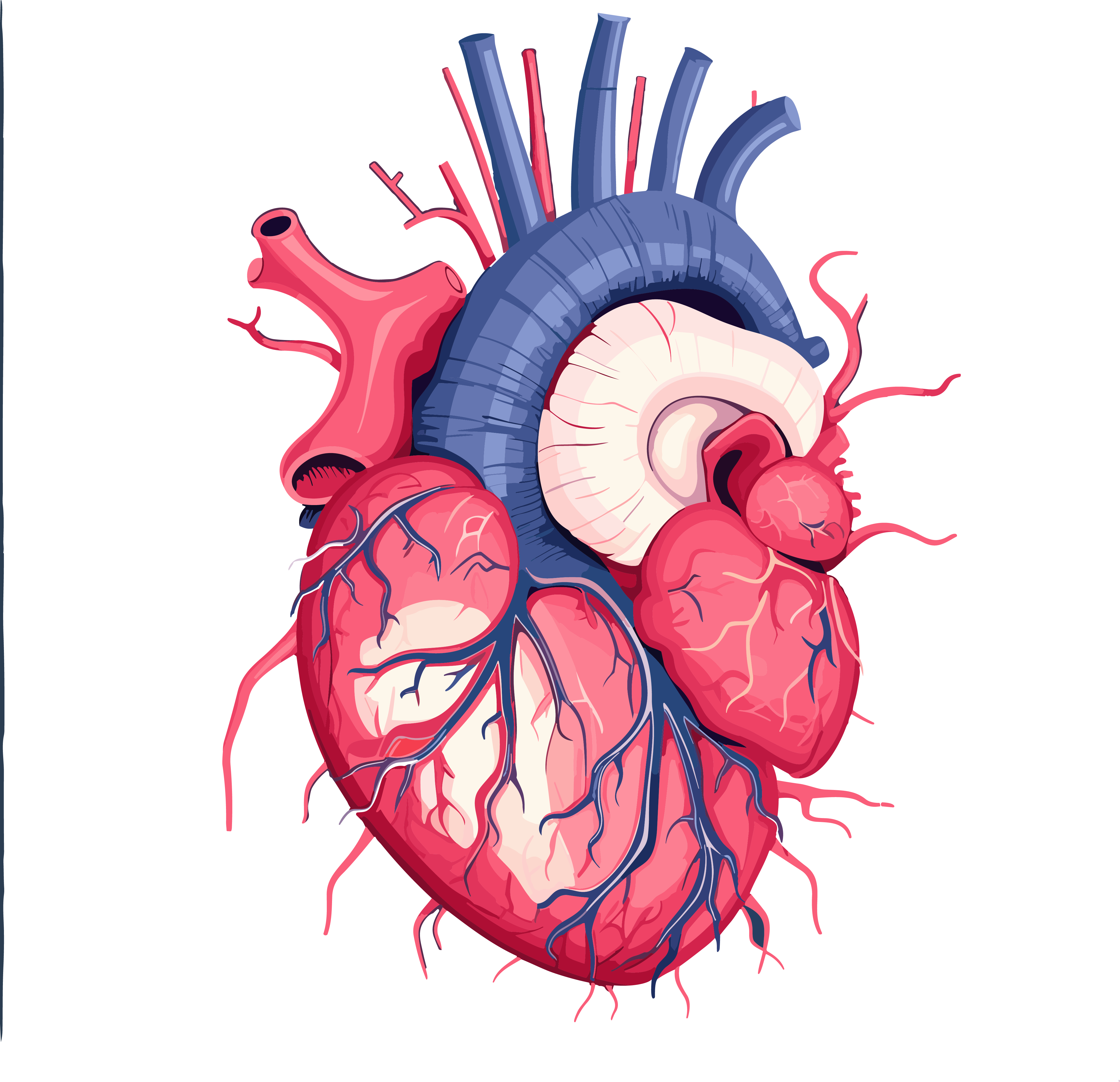Deep blue pink human heart anatomy diagram PNG vector material
