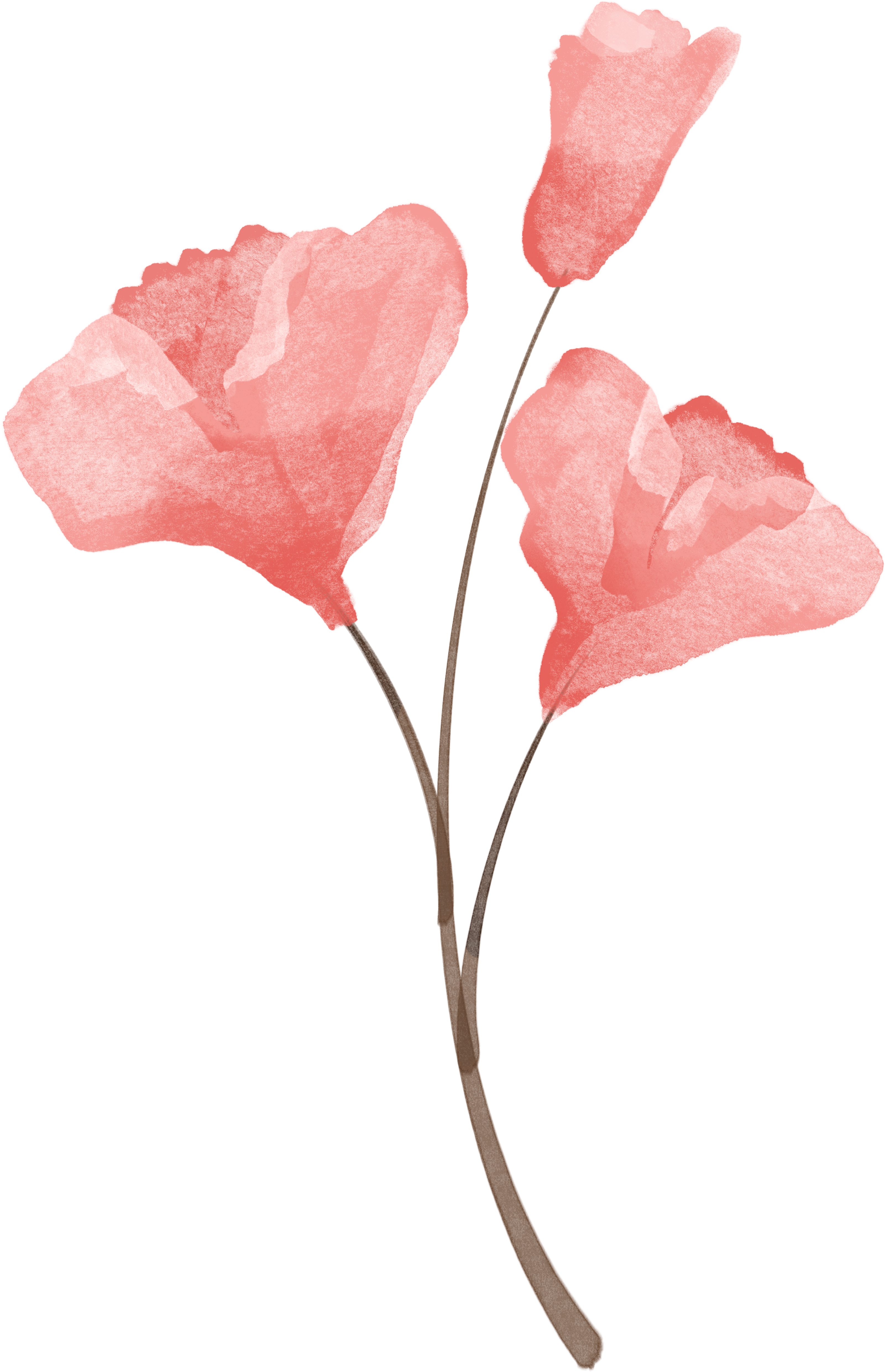Transparent background watercolor painting of three red flowers PNG material