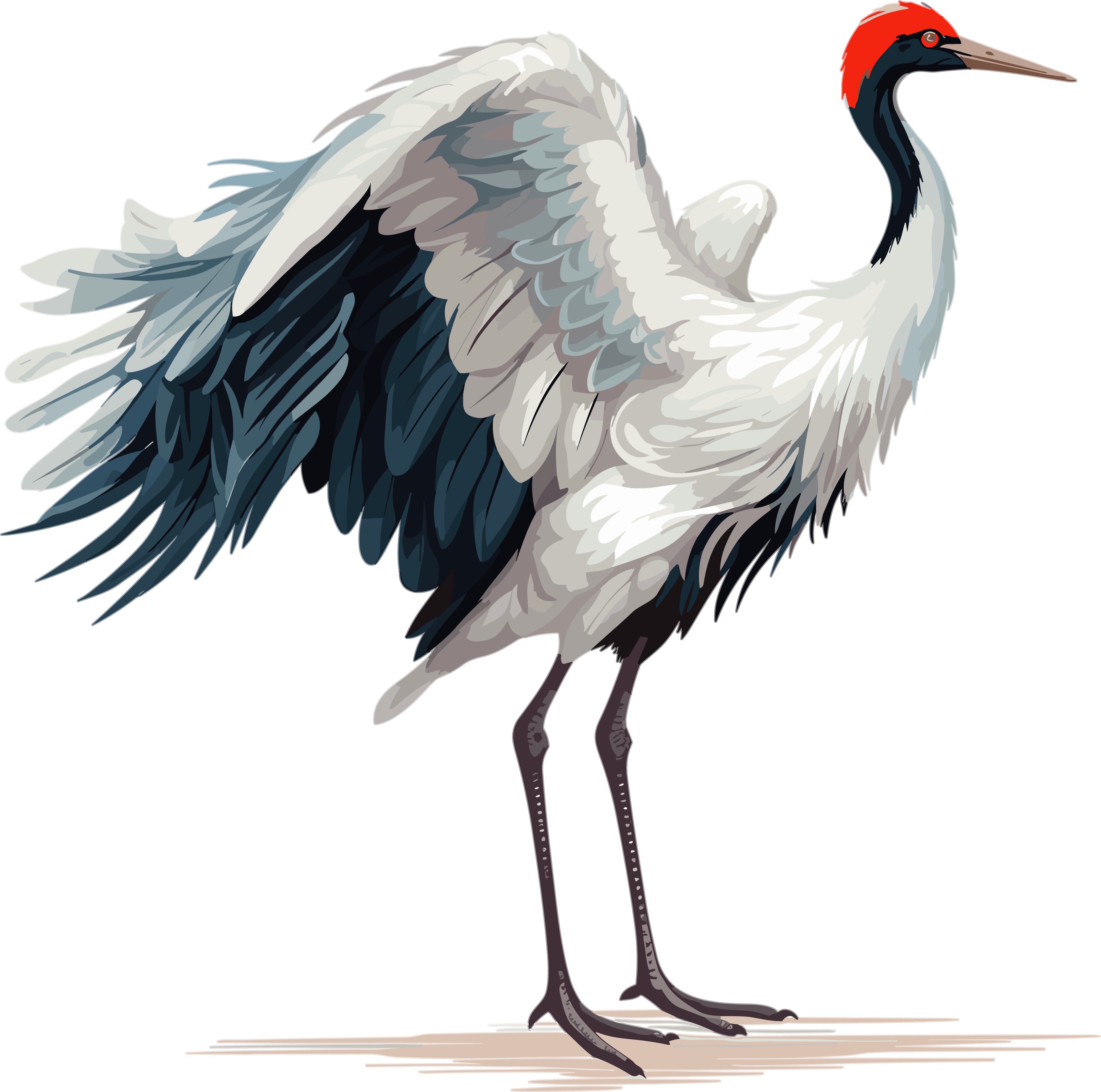 Red-crowned Crane Vector Illustration Design