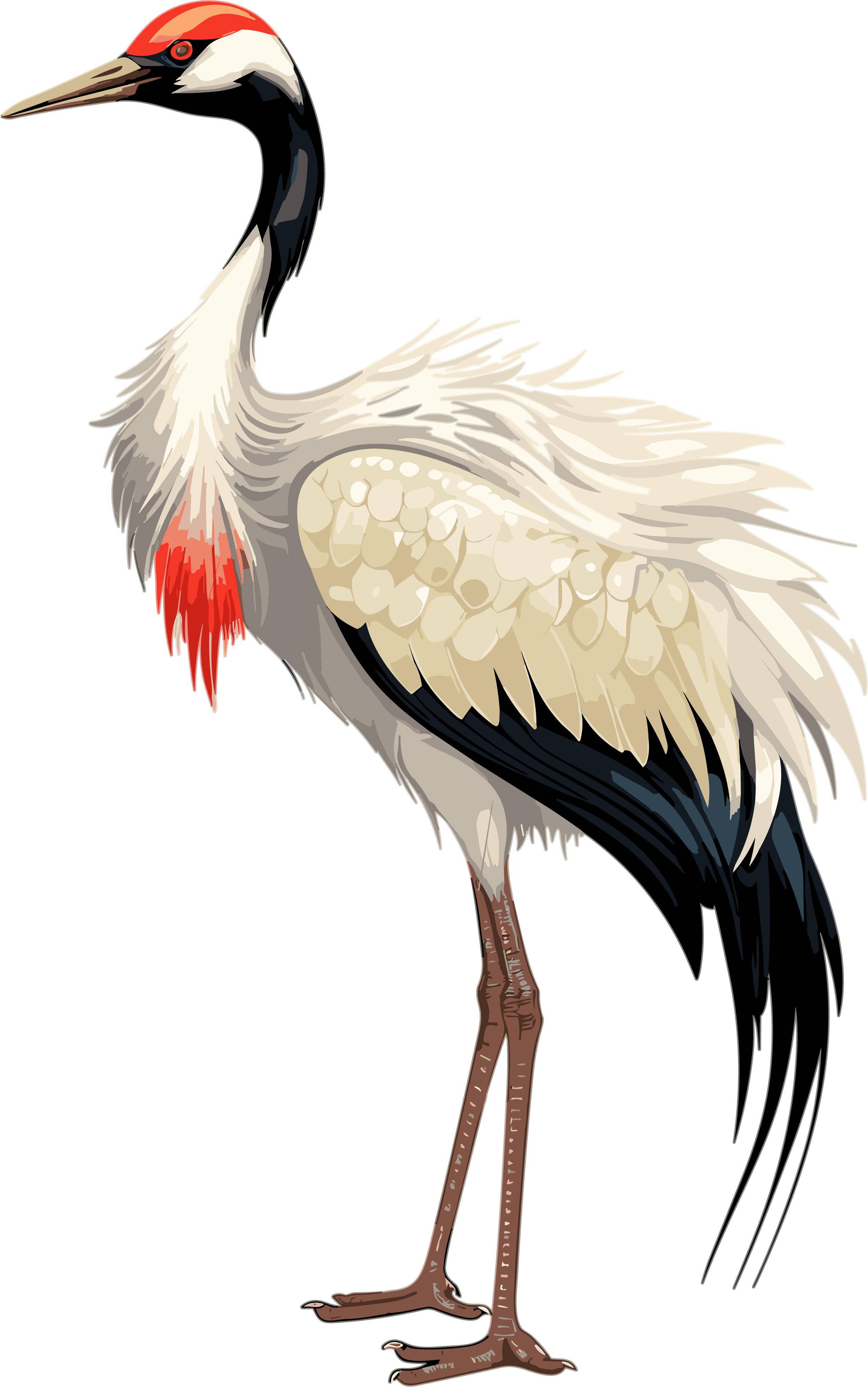 Red-crowned Crane Vector Illustration