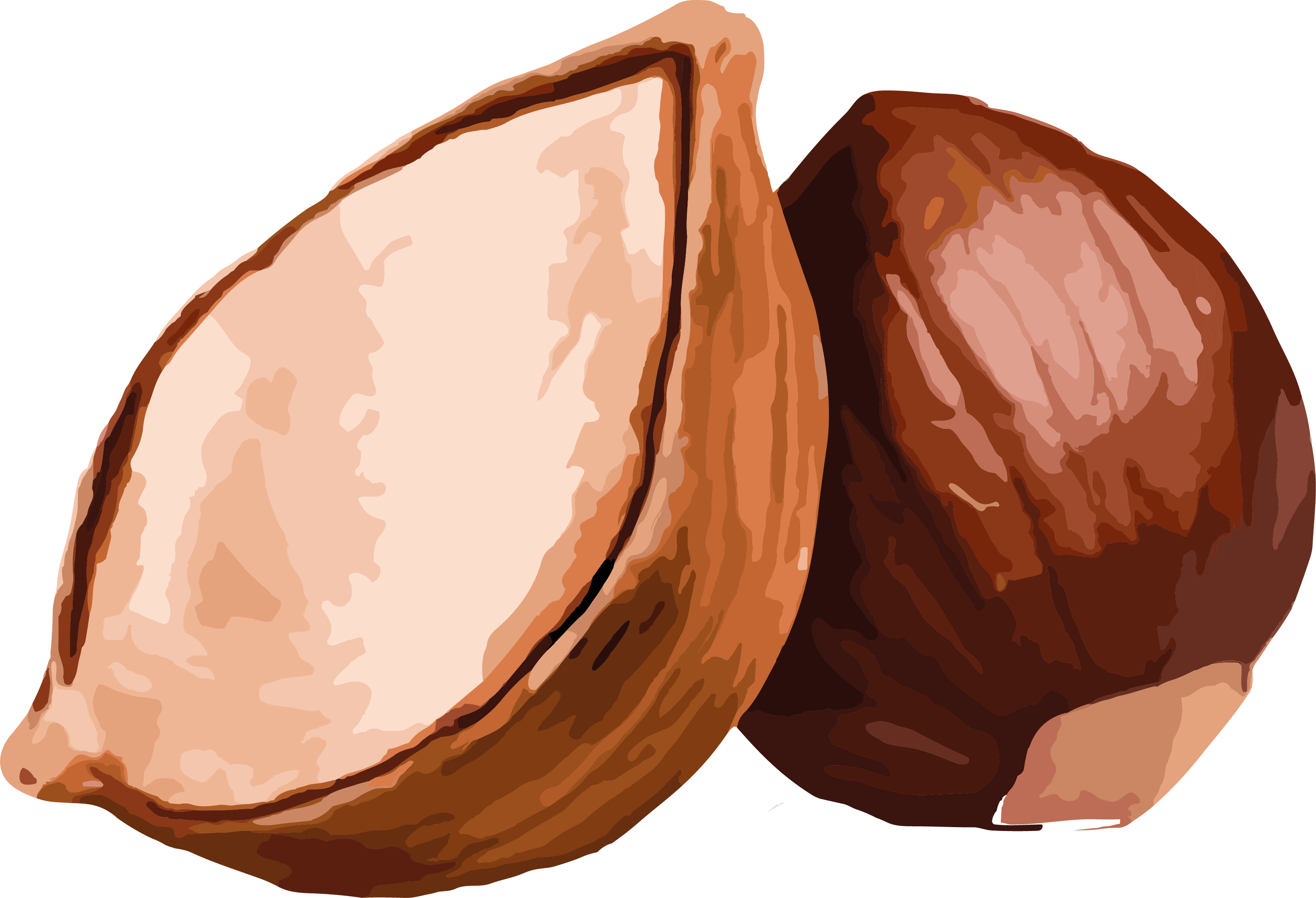 Acorn and hazelnut elements