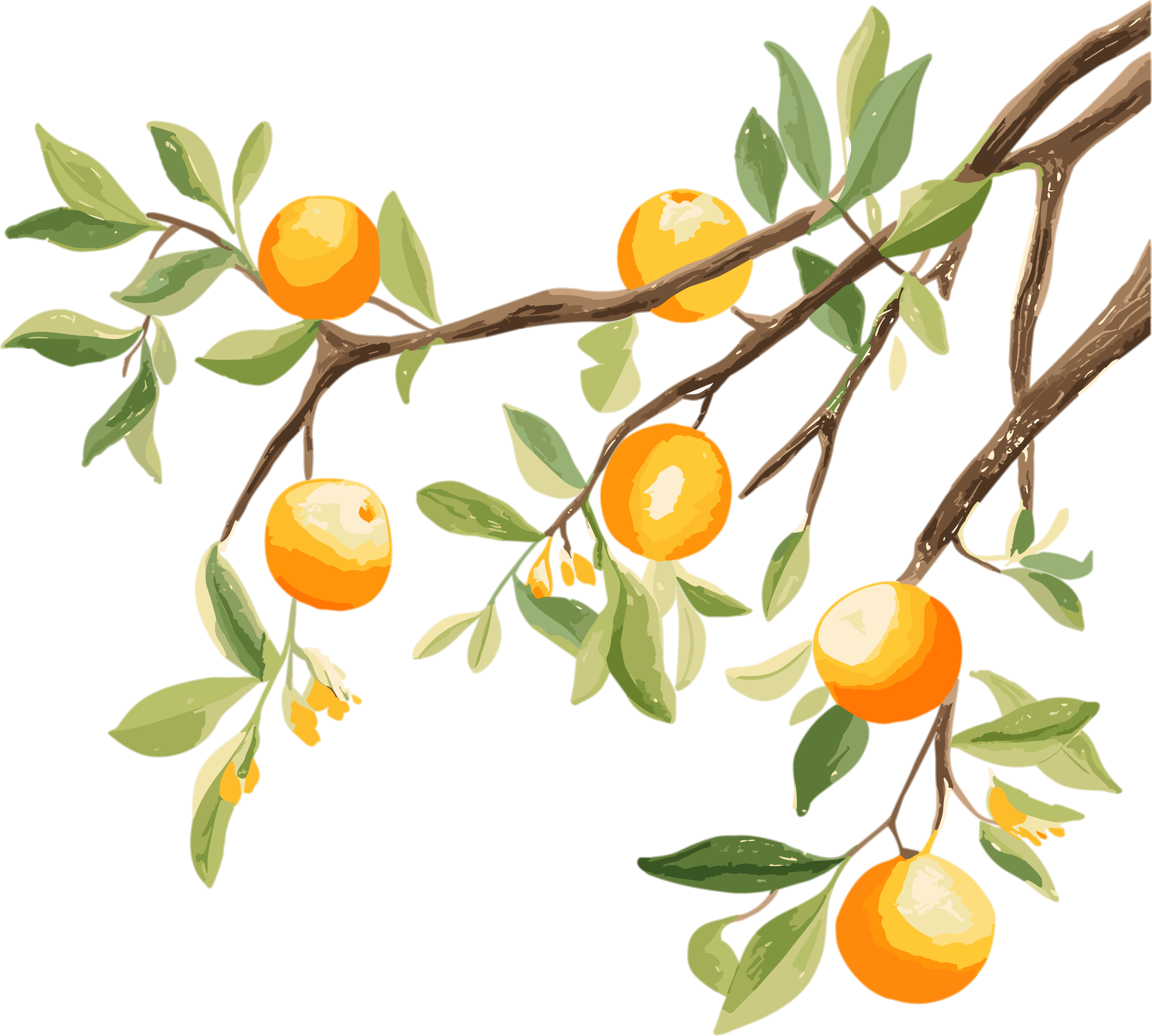 Simple style Chinese ink painting illustration branch orange PNG material