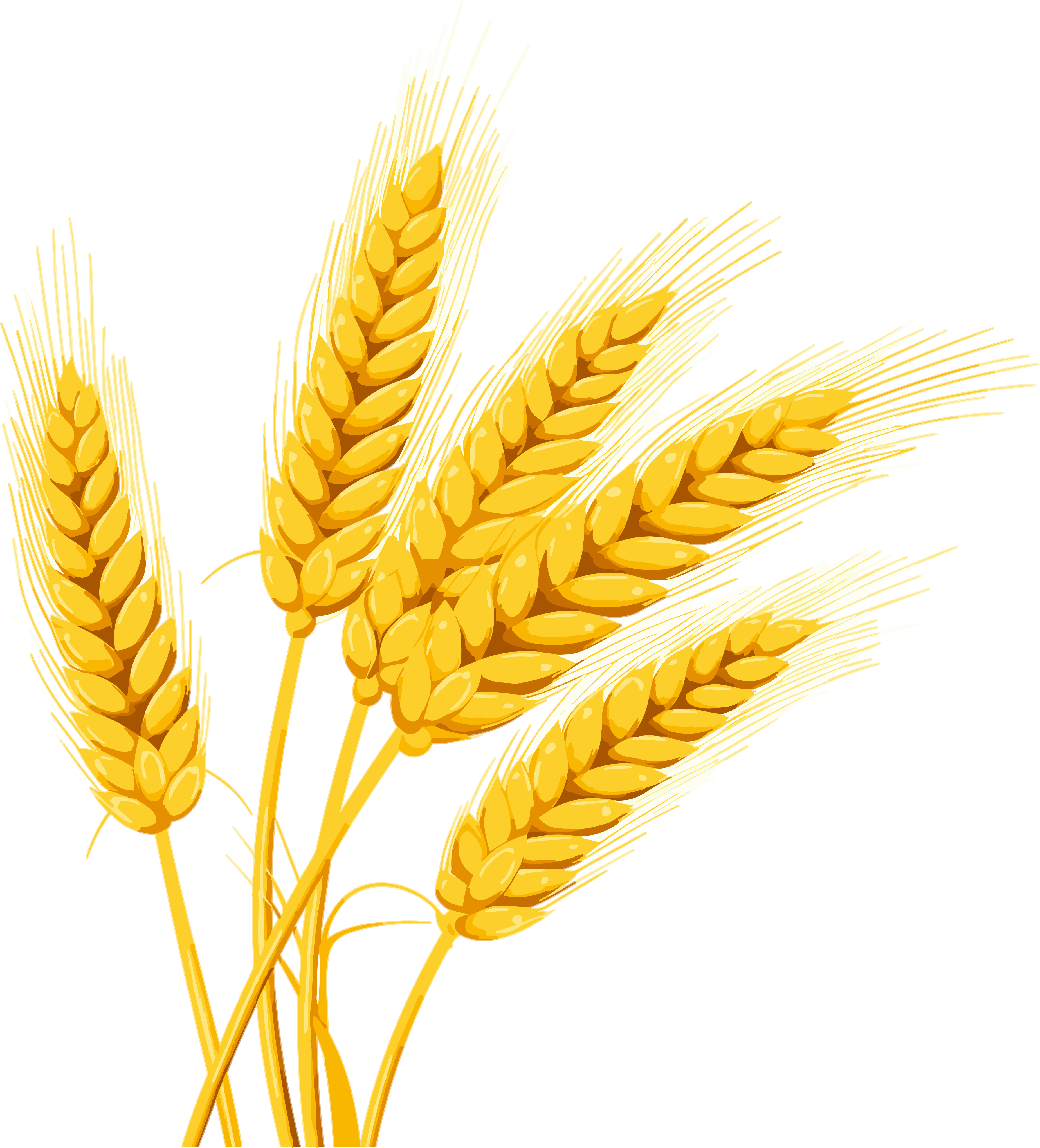 Wheat Ear Explosive Color Illustration Design