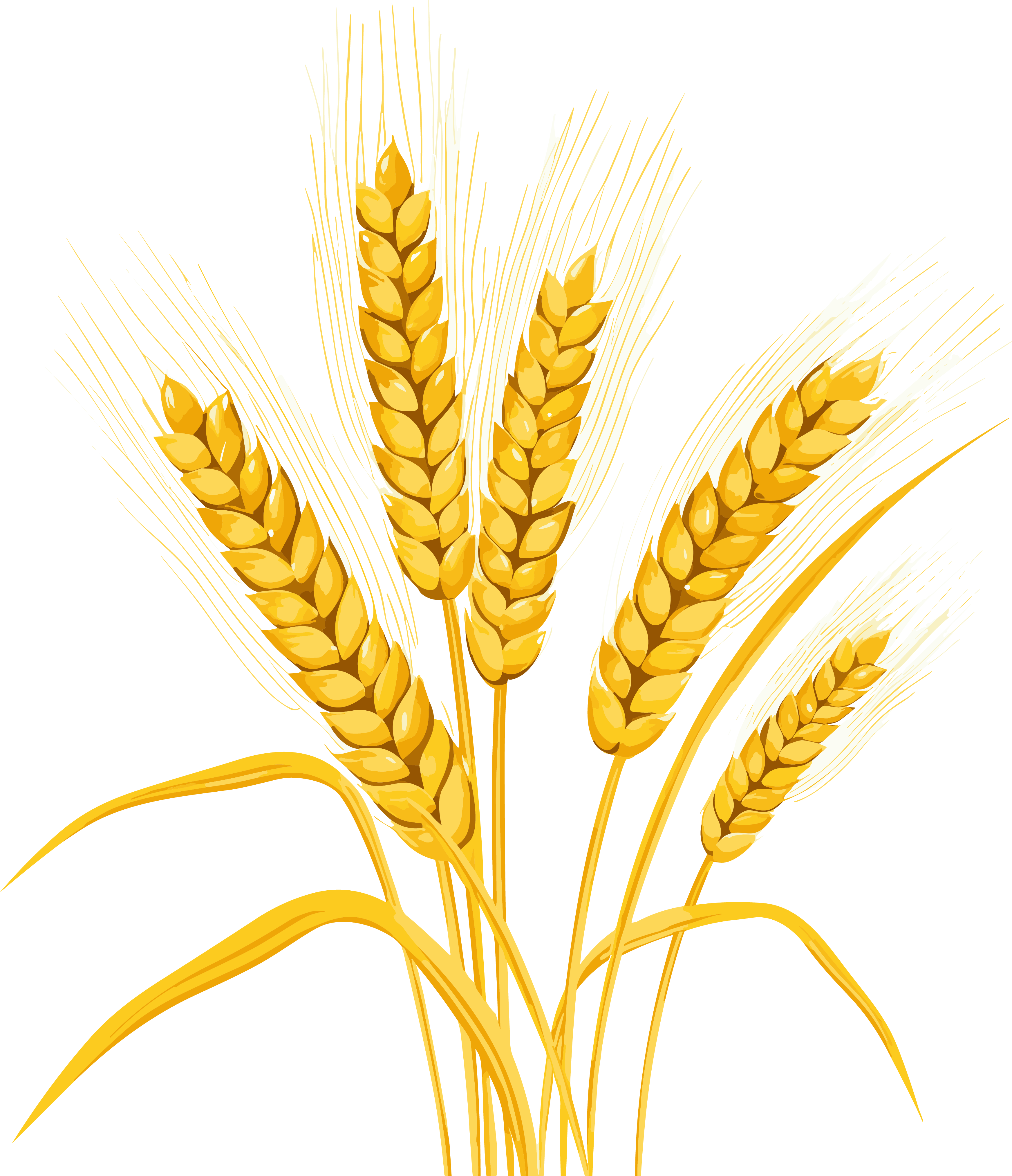 Dazzling explosive color wheat ear vector illustration design
