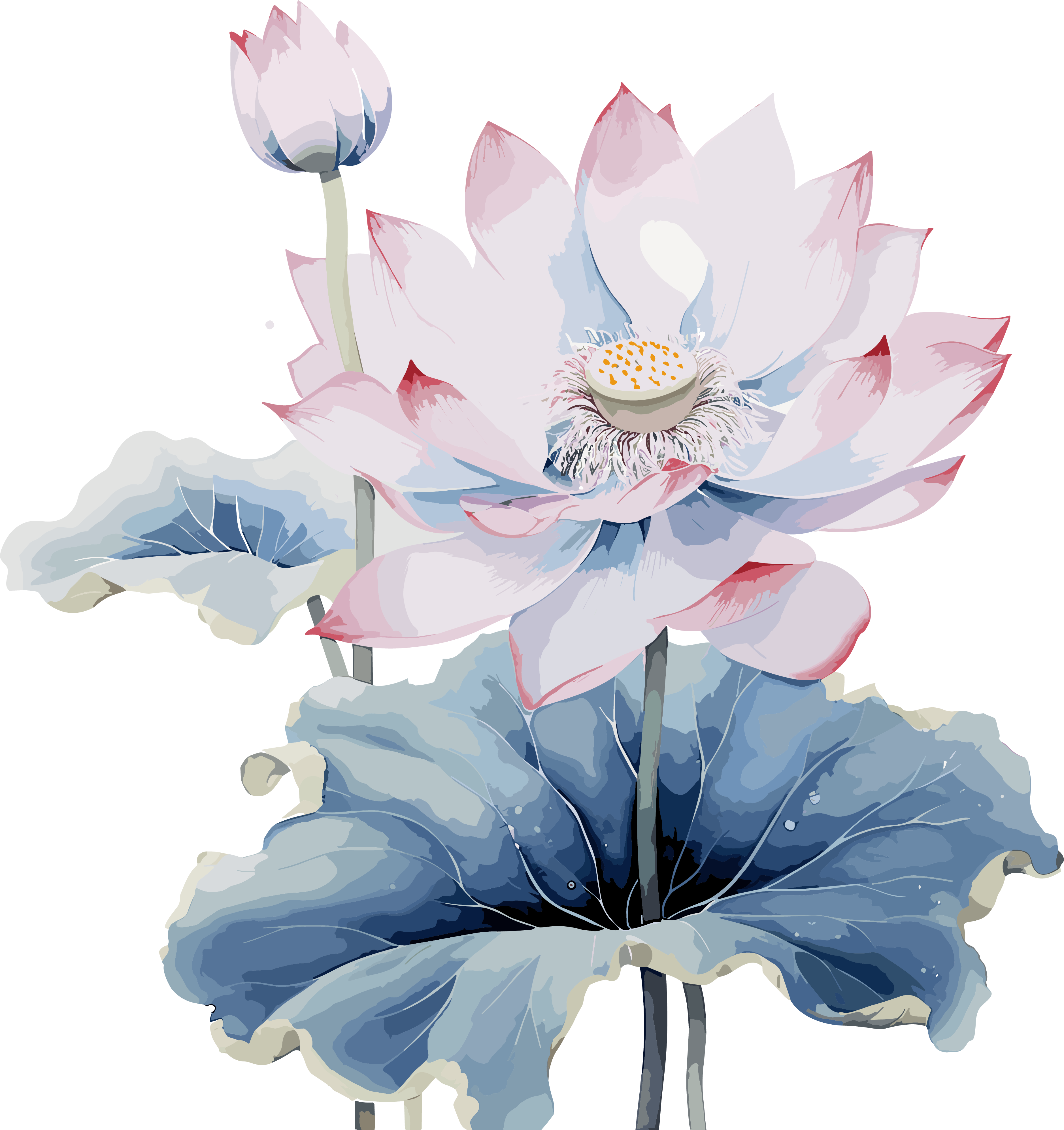 Commercially usable watercolor painting of lotus flowers illustration