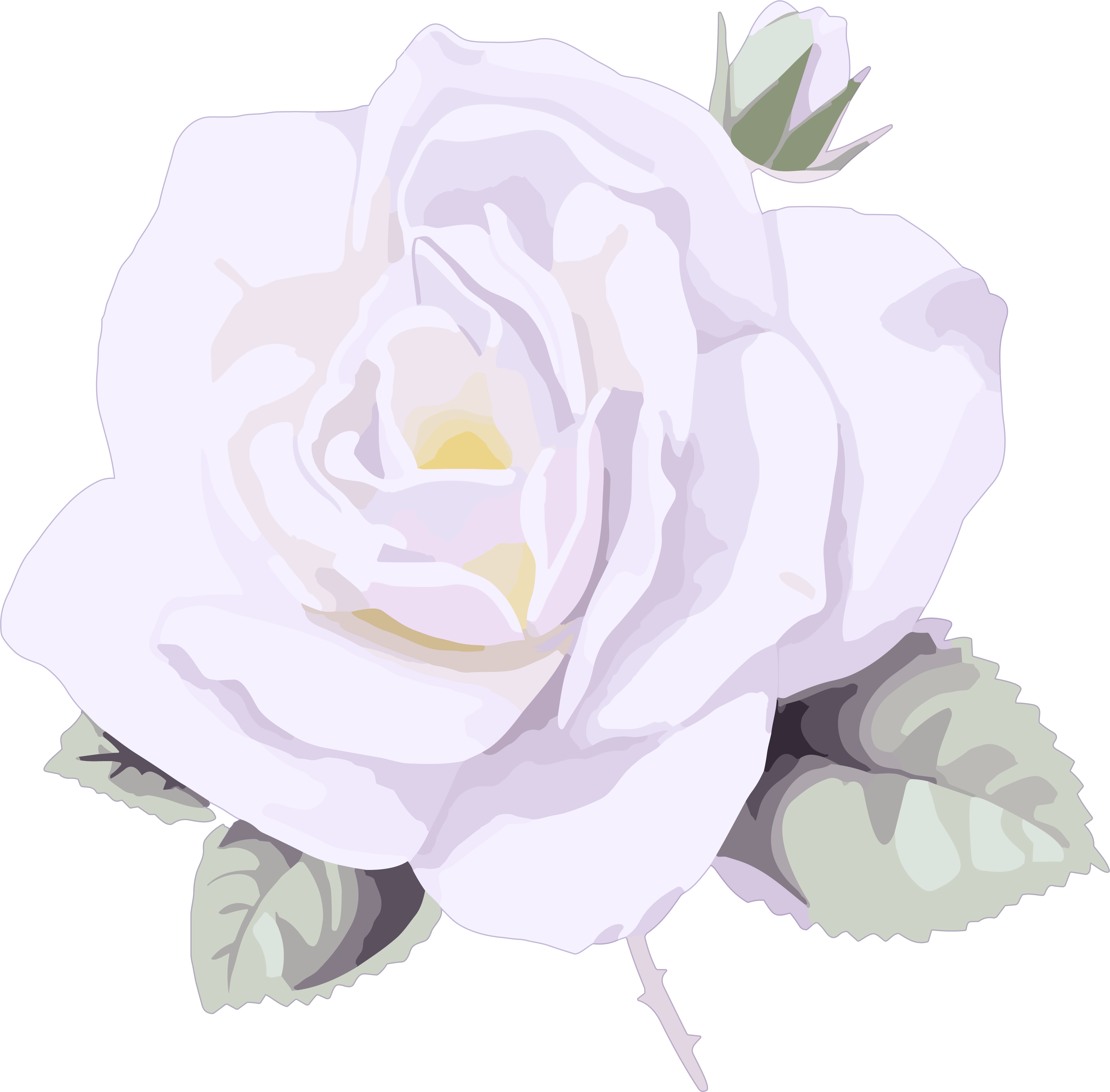 Purple Rose Illustration